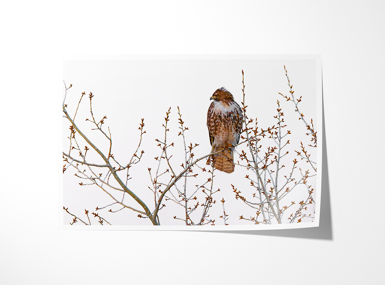 Fine art print of “Red Tail in Spring,” featuring a red-tailed hawk among budding branches. Serene transition between winter and spring in Oregon.