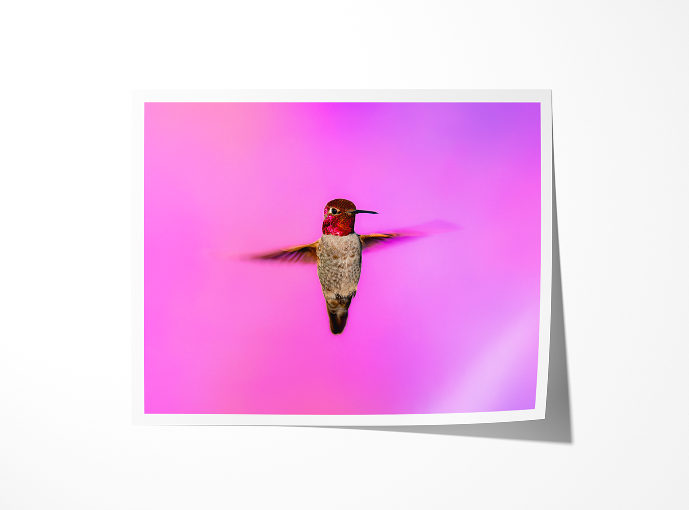 Diva Print.png
