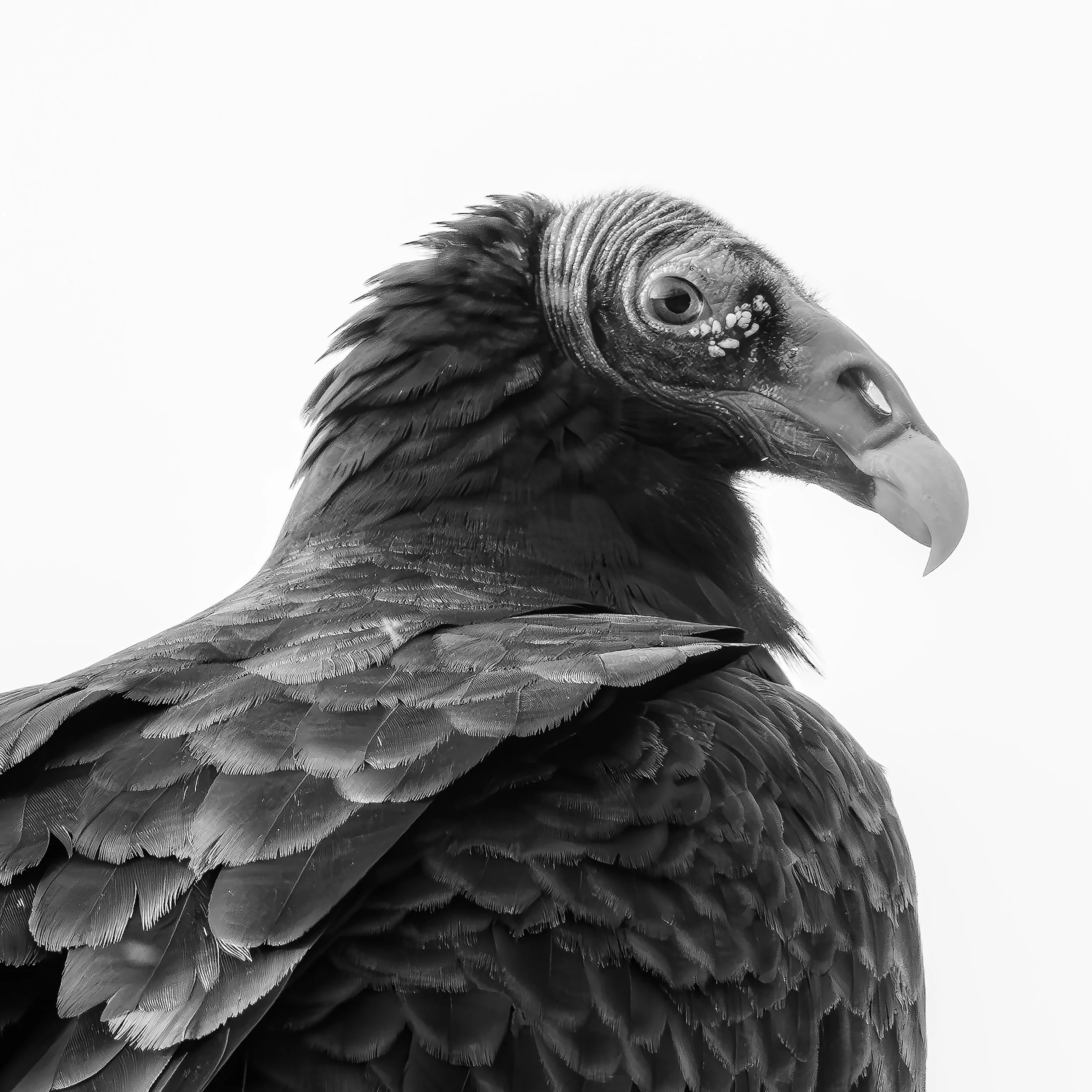 Turkey Vulture
