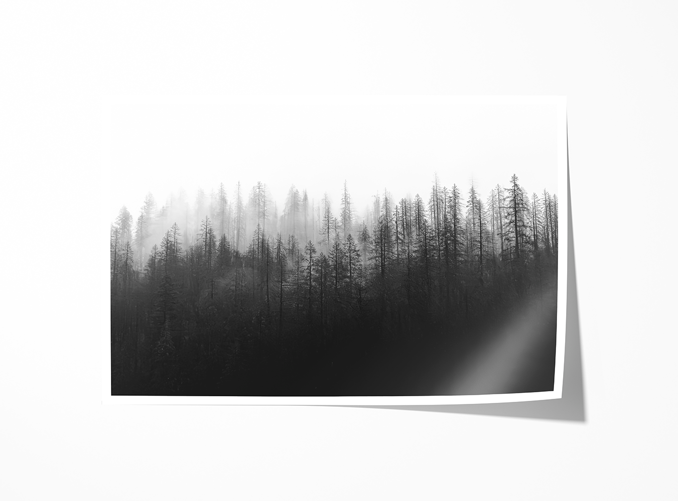 Fine art print of “Ashen,” featuring a foggy, fire-scarred forest in Oregon’s Hellgate Canyon. Nature photography evoking resilience and stillness.