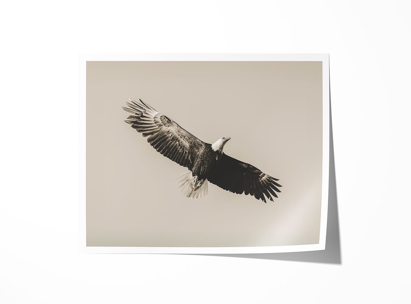 Fine art print of a bald eagle captured mid-flight with stunning detail and grace.