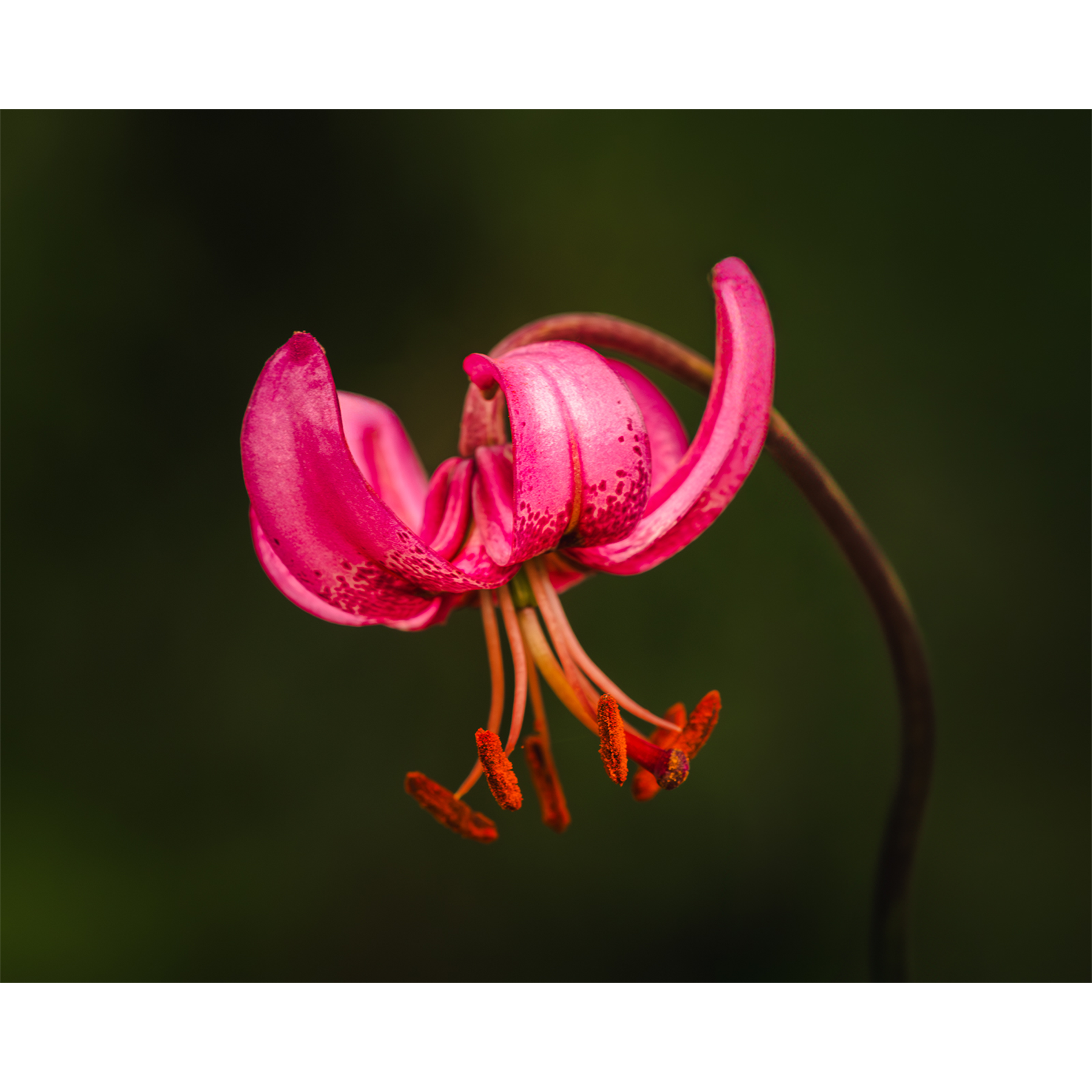 Martagon Lily