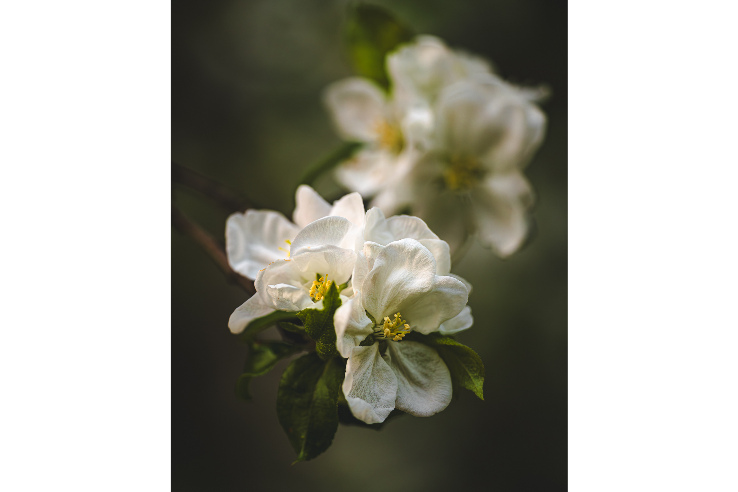 Apple Blossoms Cover.png