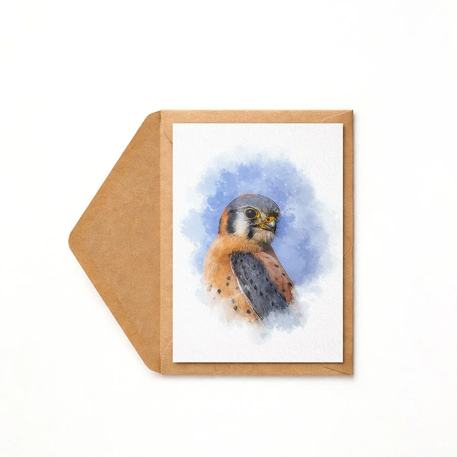 American Kestrel.jpg