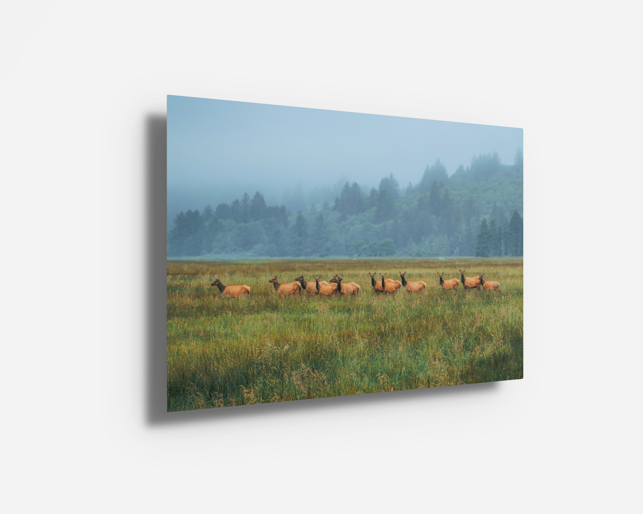 Vivid metal print version of a Roosevelt elk herd in lush green meadowland with atmospheric Oregon coastal mist.
