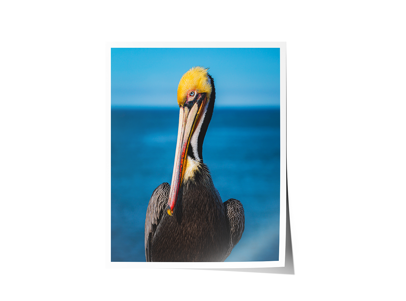 Fine art print featuring a striking California brown pelican in sharp detail and vibrant coastal tones.