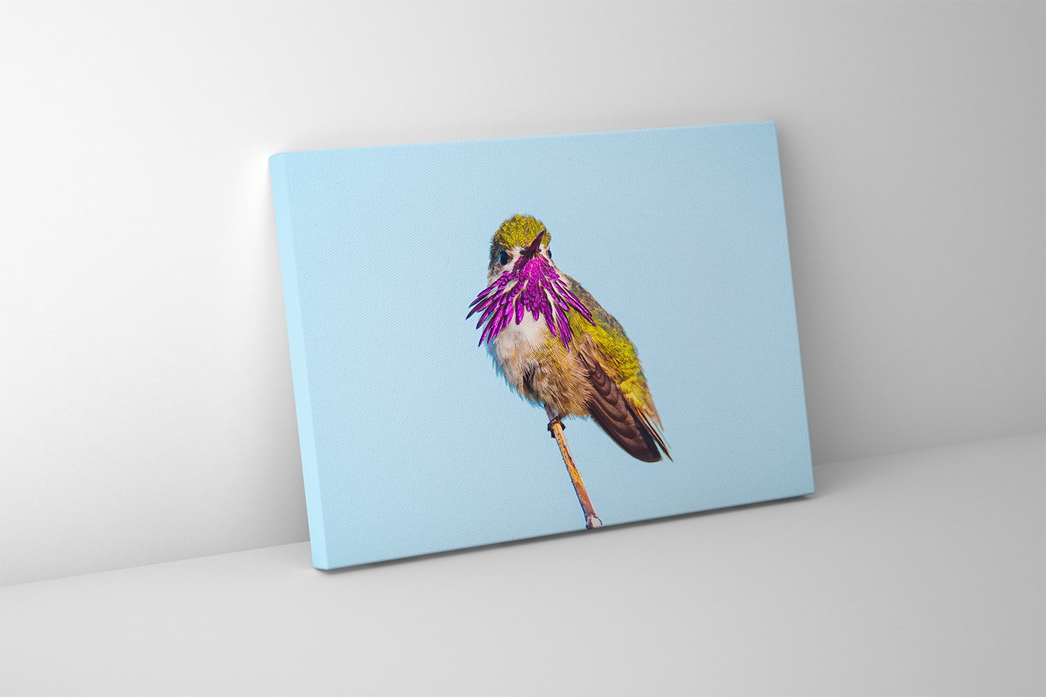 Olly Canvas.jpg