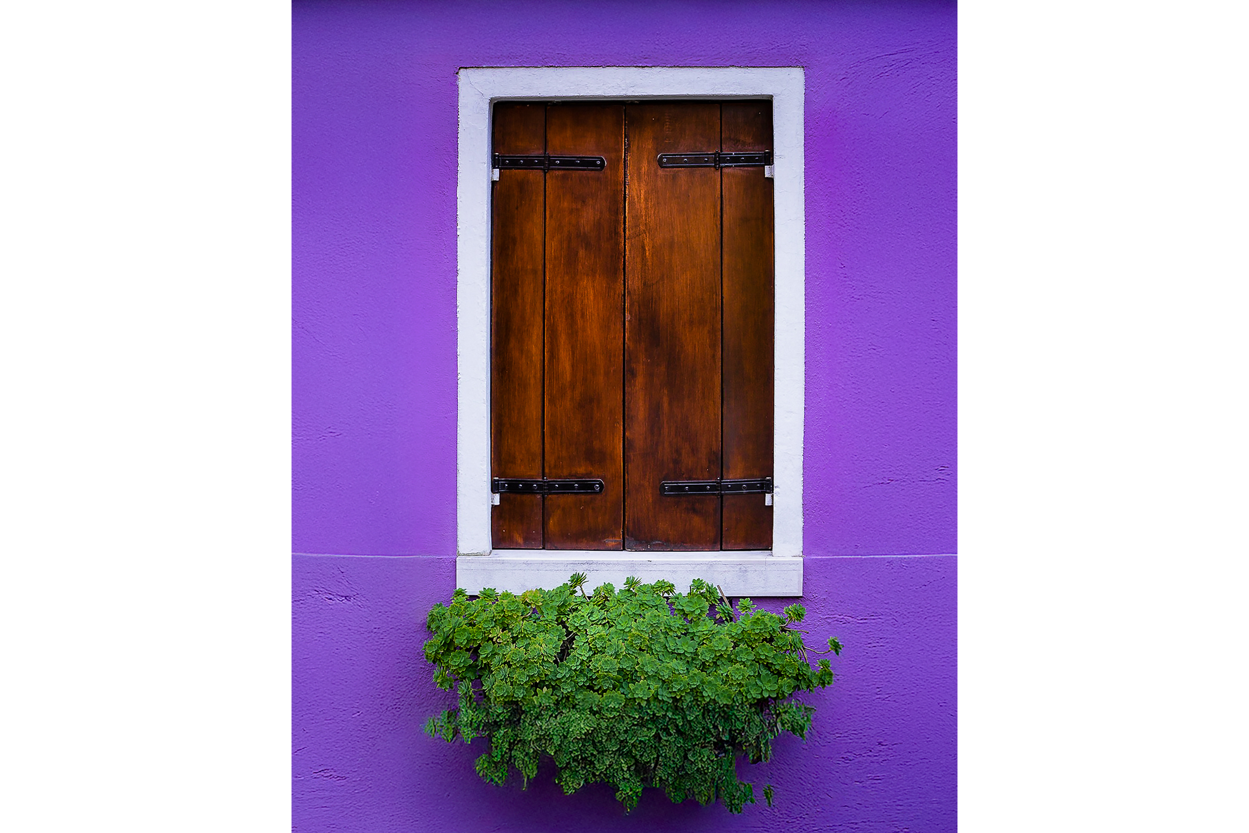 A rustic wooden shuttered window framed in white on a vivid purple wall, accented by lush green potted foliage.