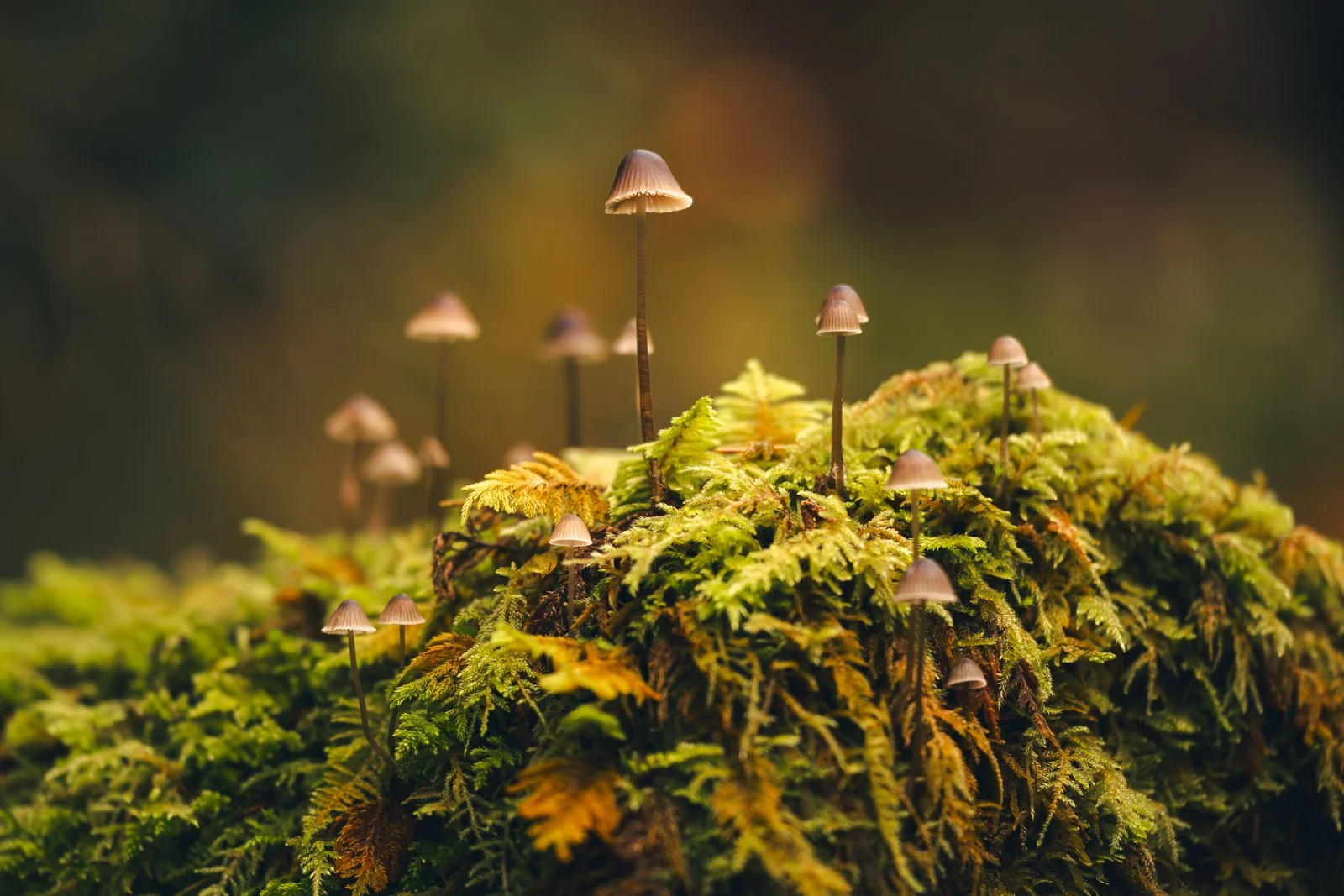 Mushroom Forest