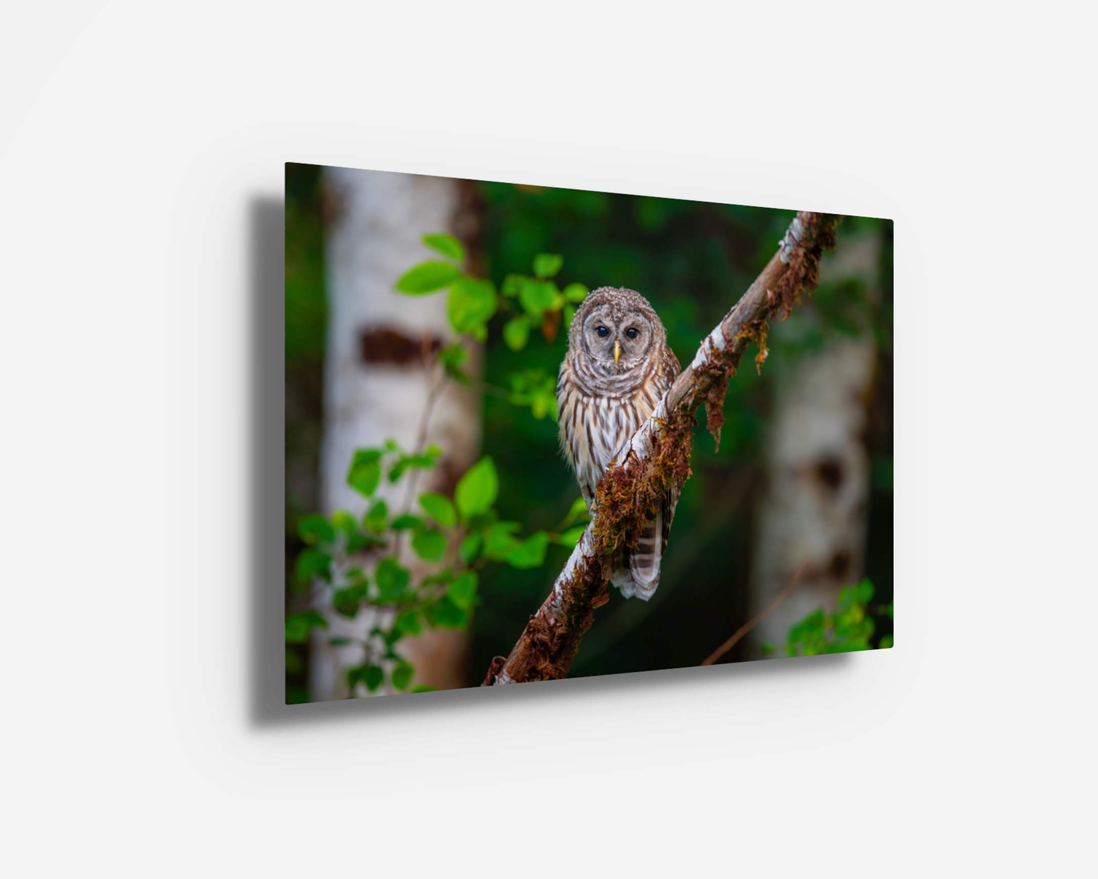 Barred Owl metal print with vivid colors and striking forest contrast