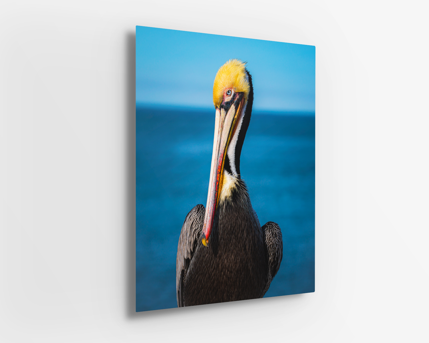 Bold metal print of a charismatic California brown pelican with high-contrast detail and vibrant color.