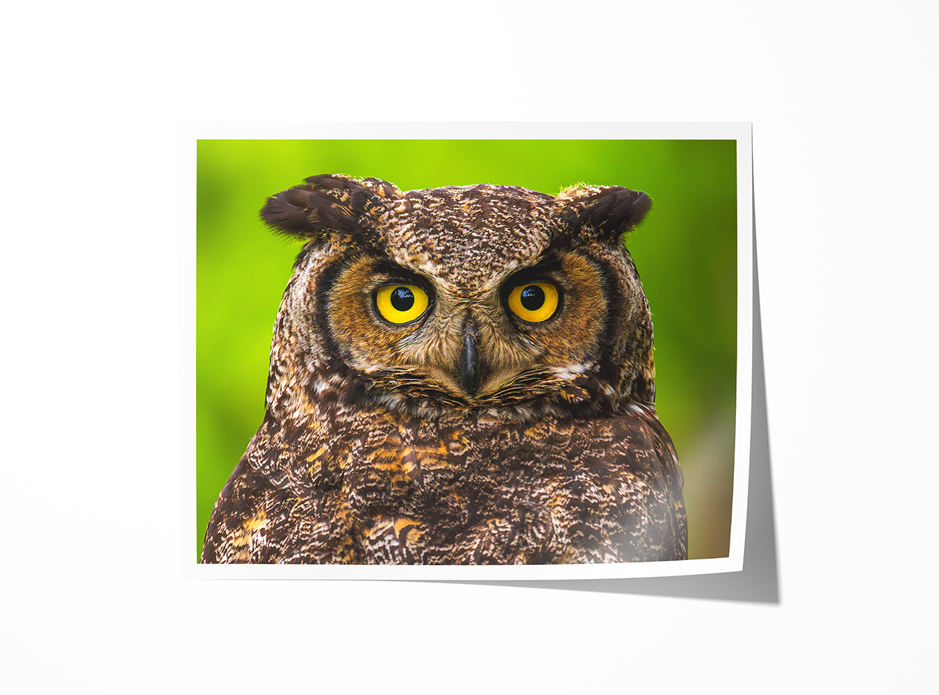 Archival paper print of a Great Horned Owl staring directly ahead, sharp feather texture and bold coloration.