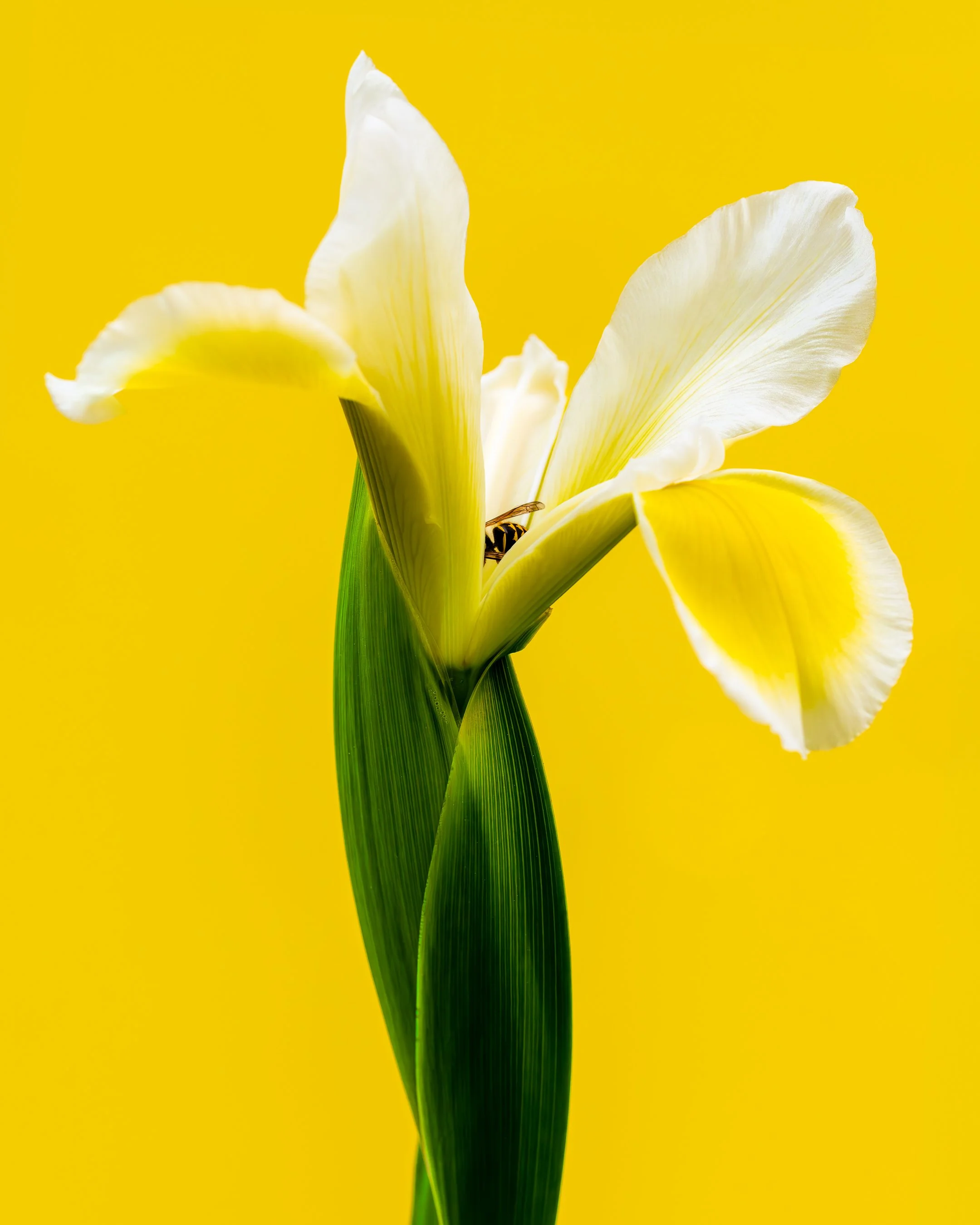 Iris x Wasp