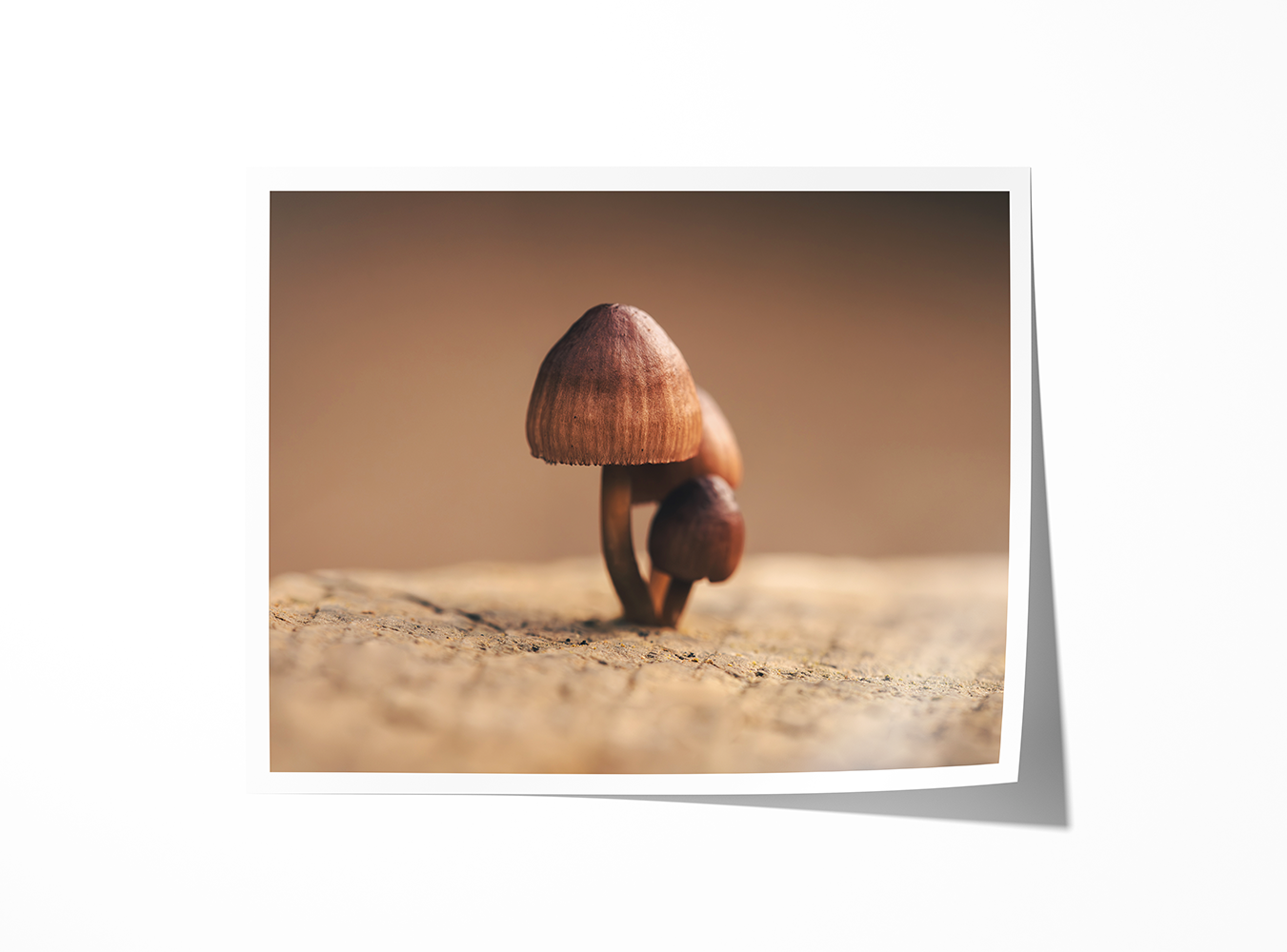 Minimalist fine art mushroom print featuring soft tones and clean natural textures—perfect for nature lovers and rustic interiors.
