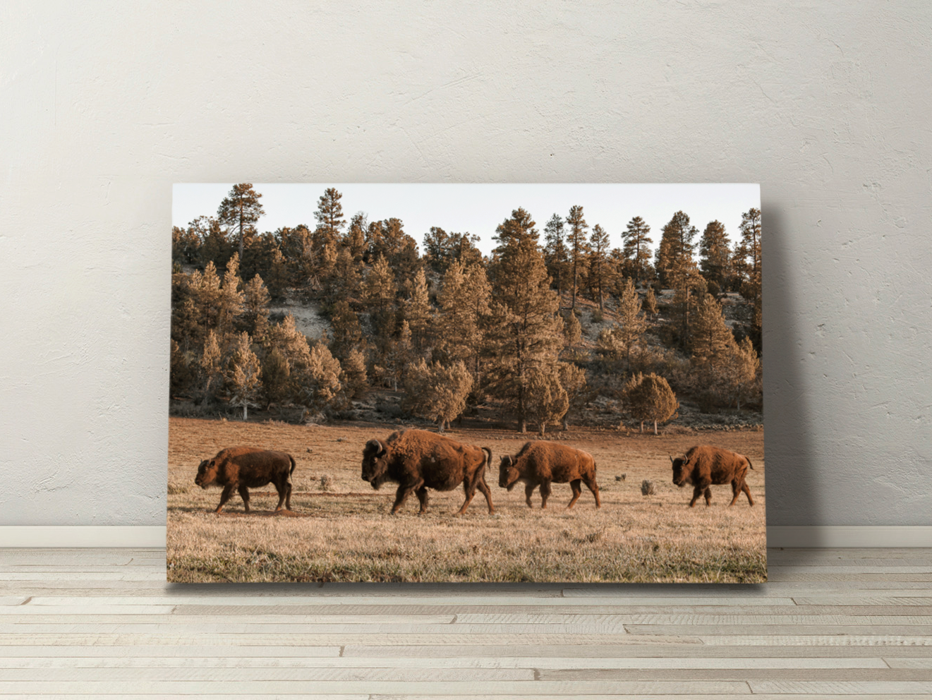 Canvas print of buffalo grazing in East Zion during golden hour near pine forest backdrop.