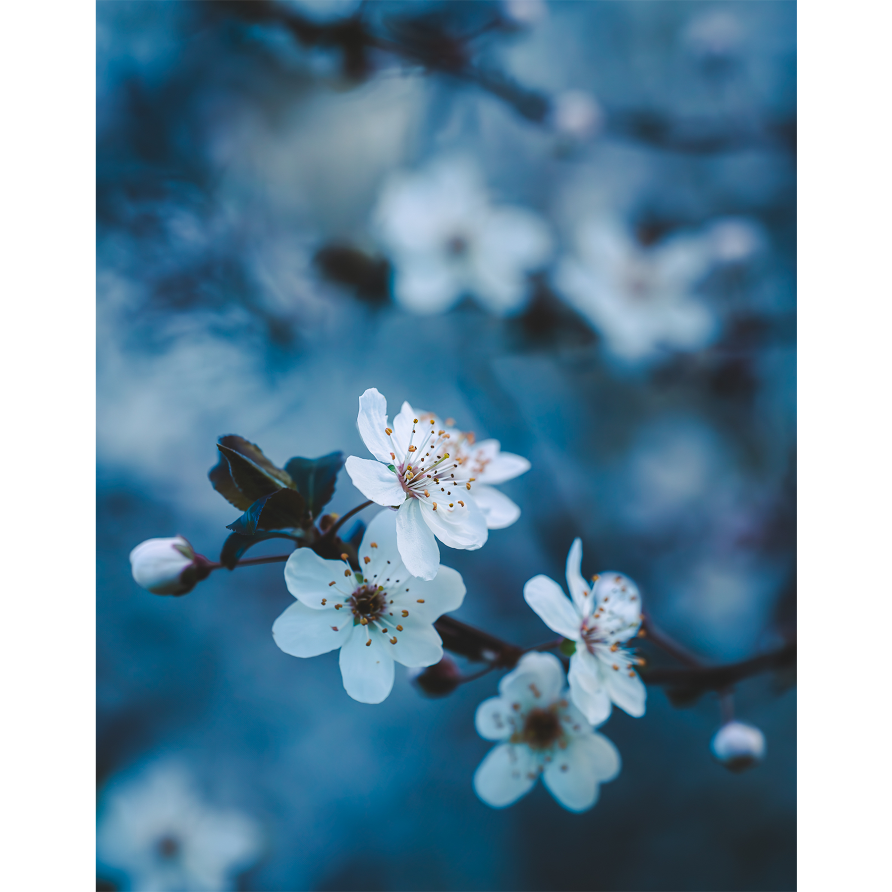 Plum Blossoms II