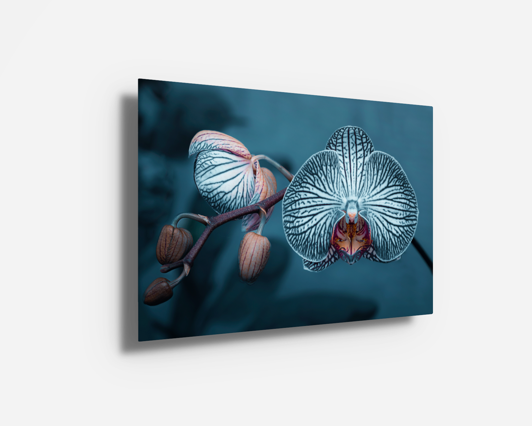 Metal print of “Orchid,” presenting a crisp and vivid view of the flower’s natural geometry. Modern floral wall art in sleek finish.