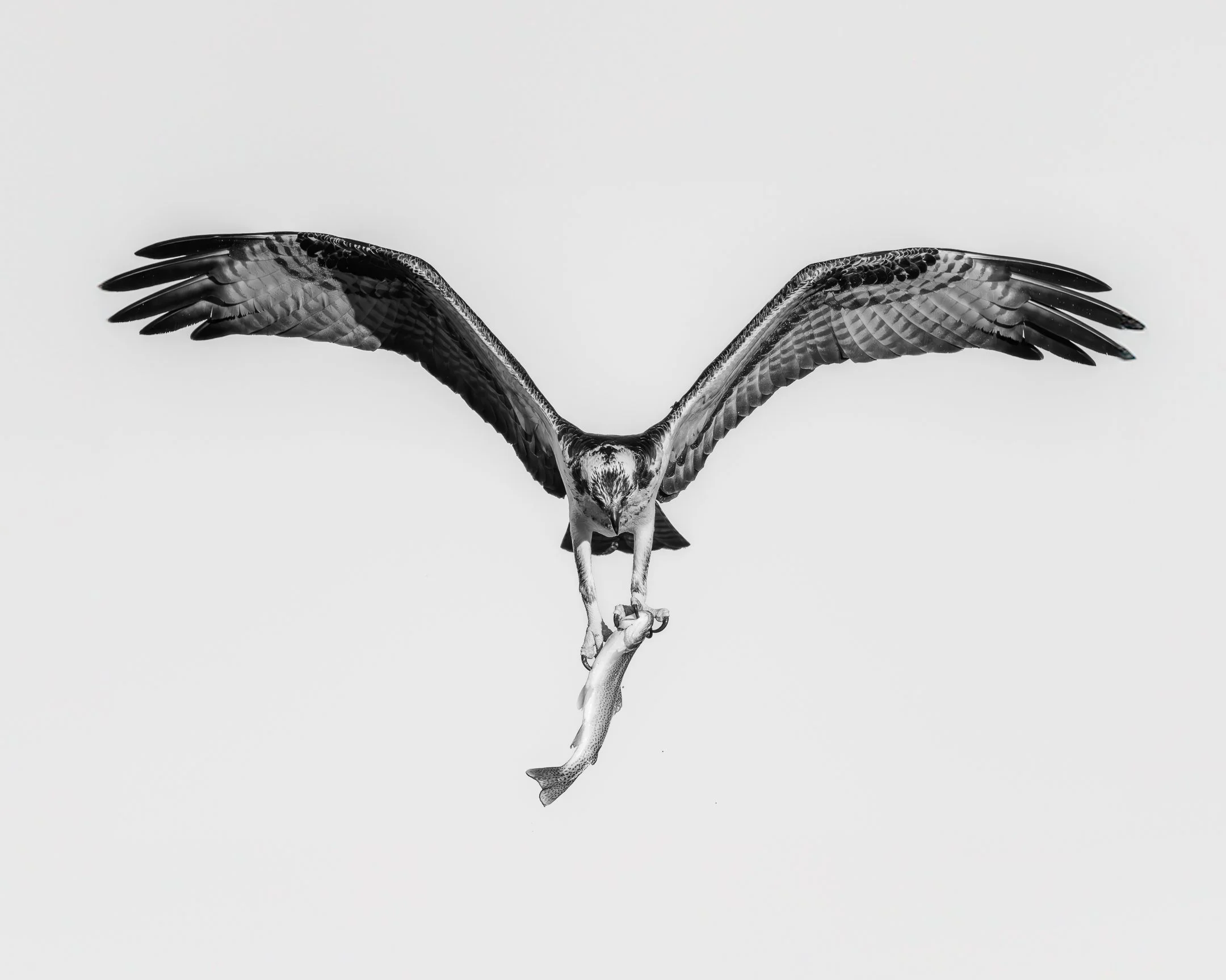 Fish Hawk