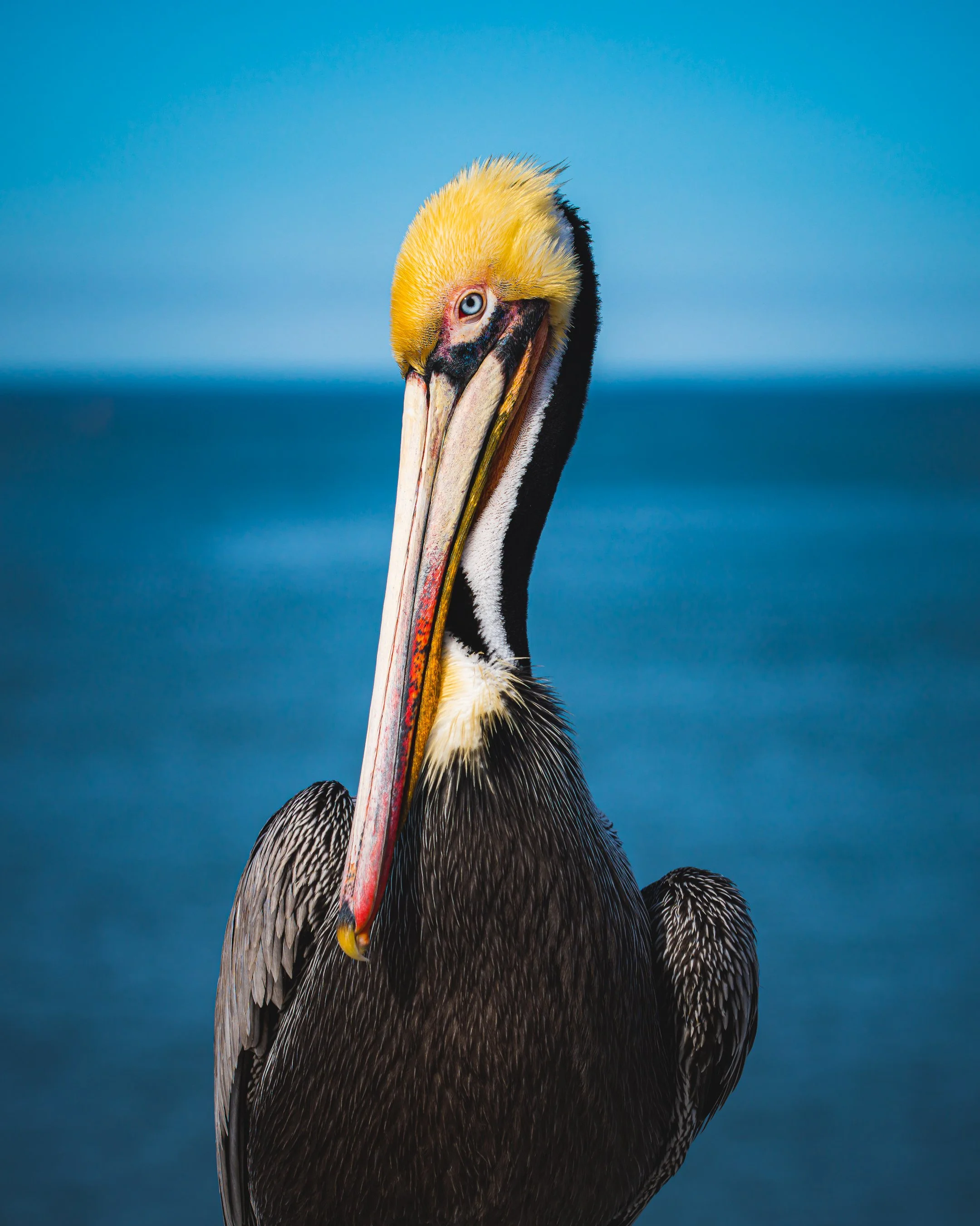 Pelican Portrait