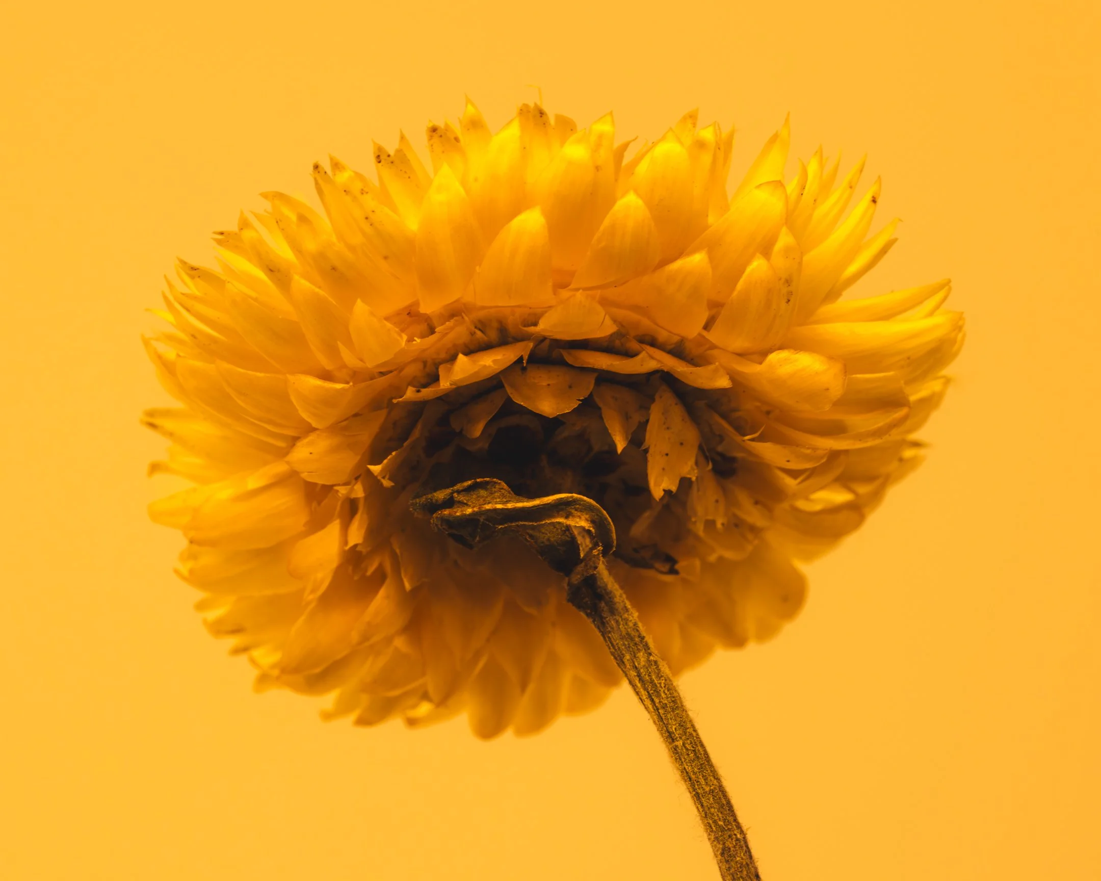 Golden Strawflower