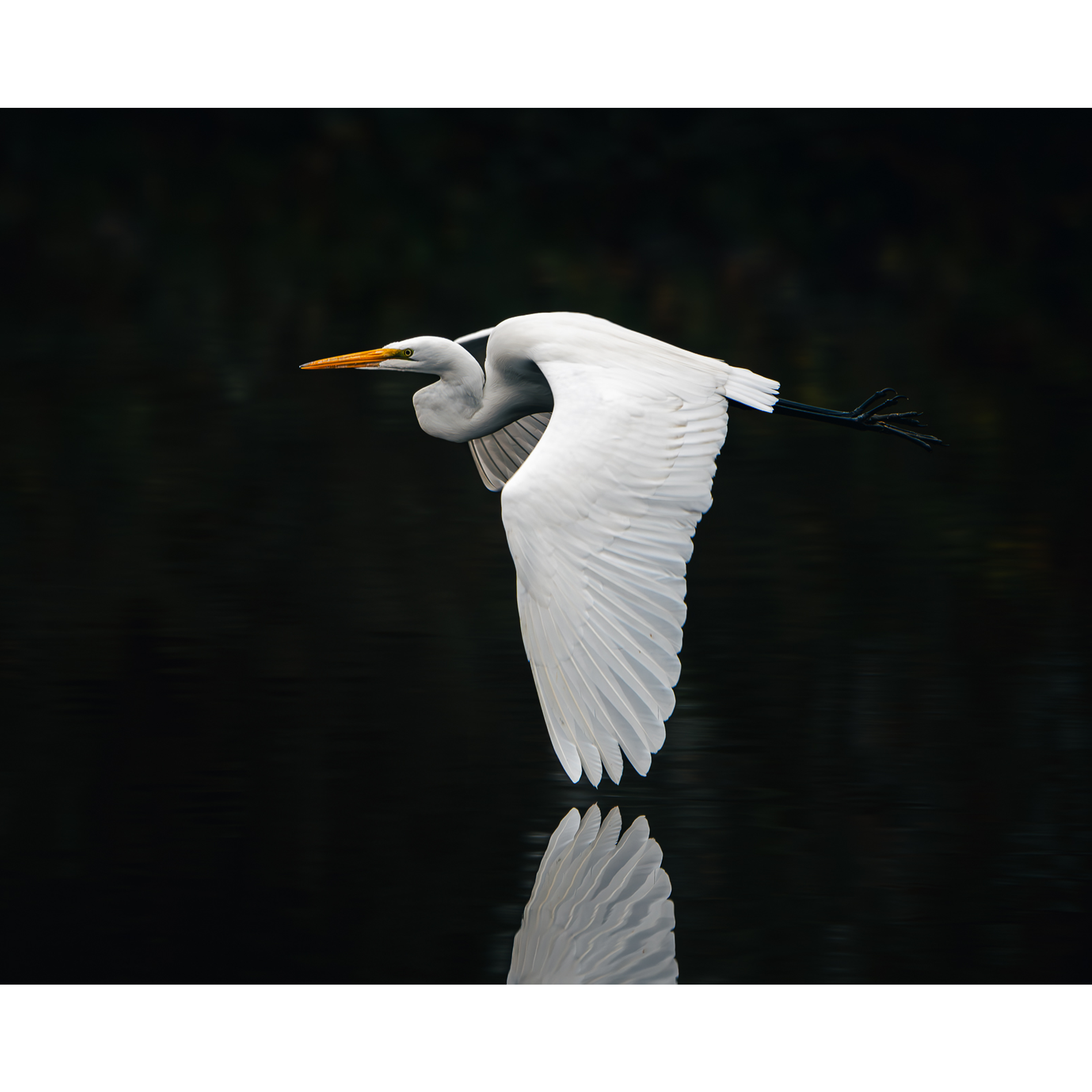 A great egret glides low over still water, its wings fully extended and mirrored perfectly in the surface below.