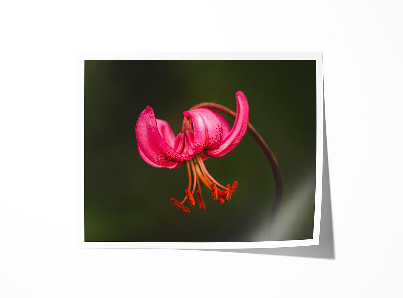 Fine art print of a Martagon Lily in bloom, showcasing rich pink hues and intricate floral texture.