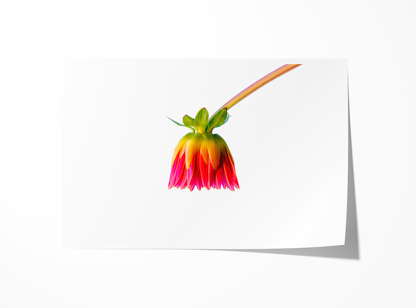 Archival print of a budding dahlia captured in high detail, floating against clean white space for a minimal, botanical composition.