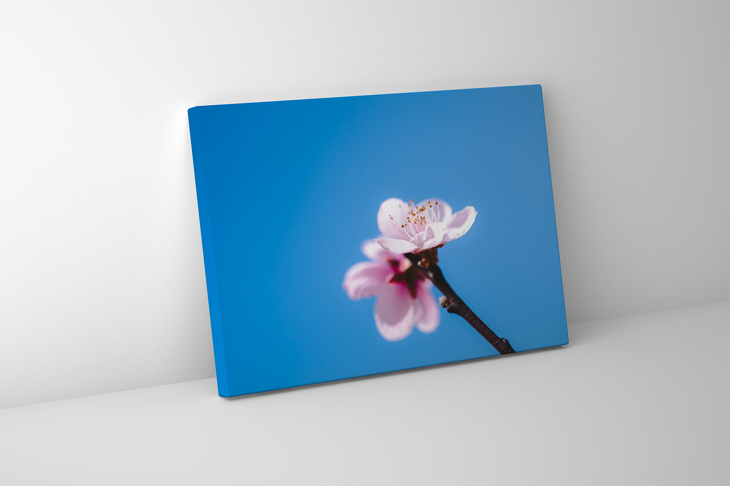 Gallery-wrapped canvas featuring a blossoming peach flower branch set against a bright, cloudless blue.