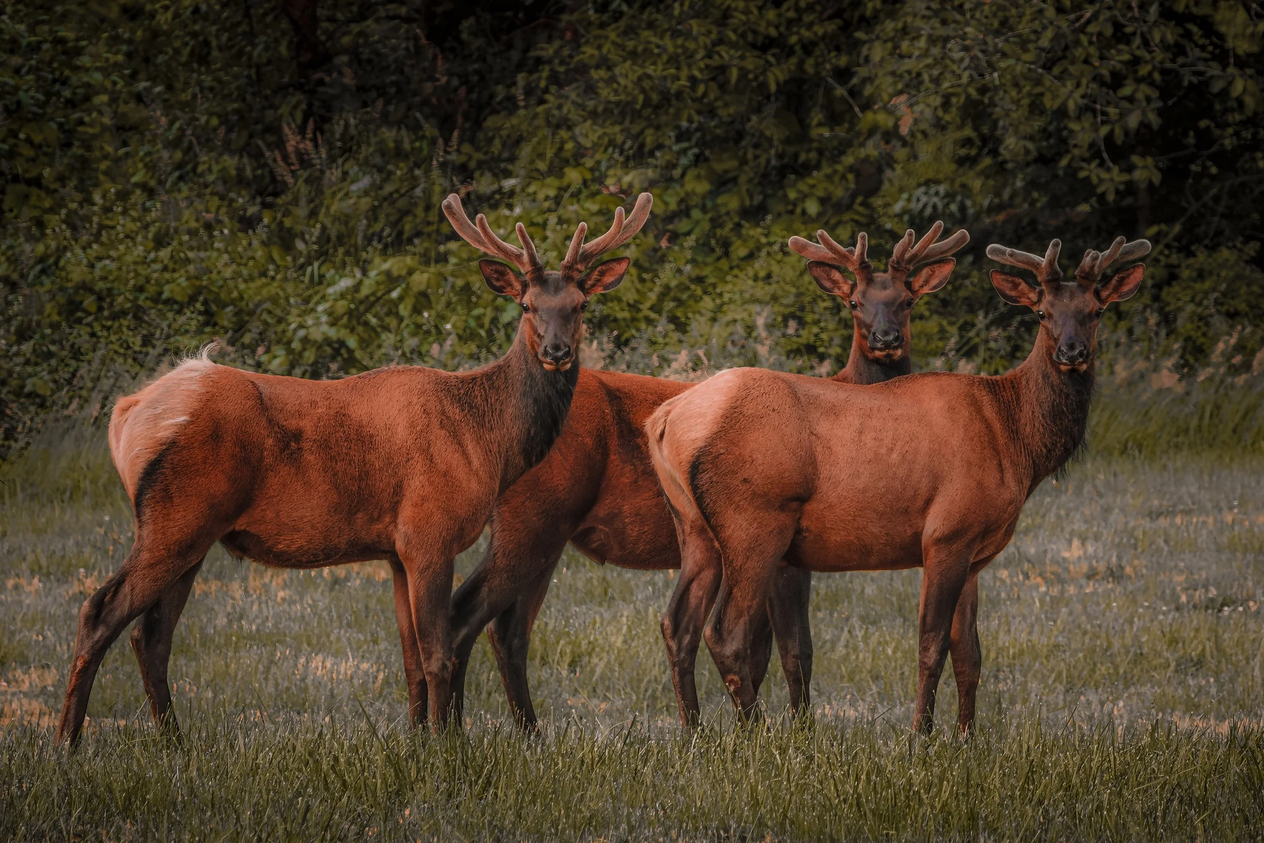 Stags