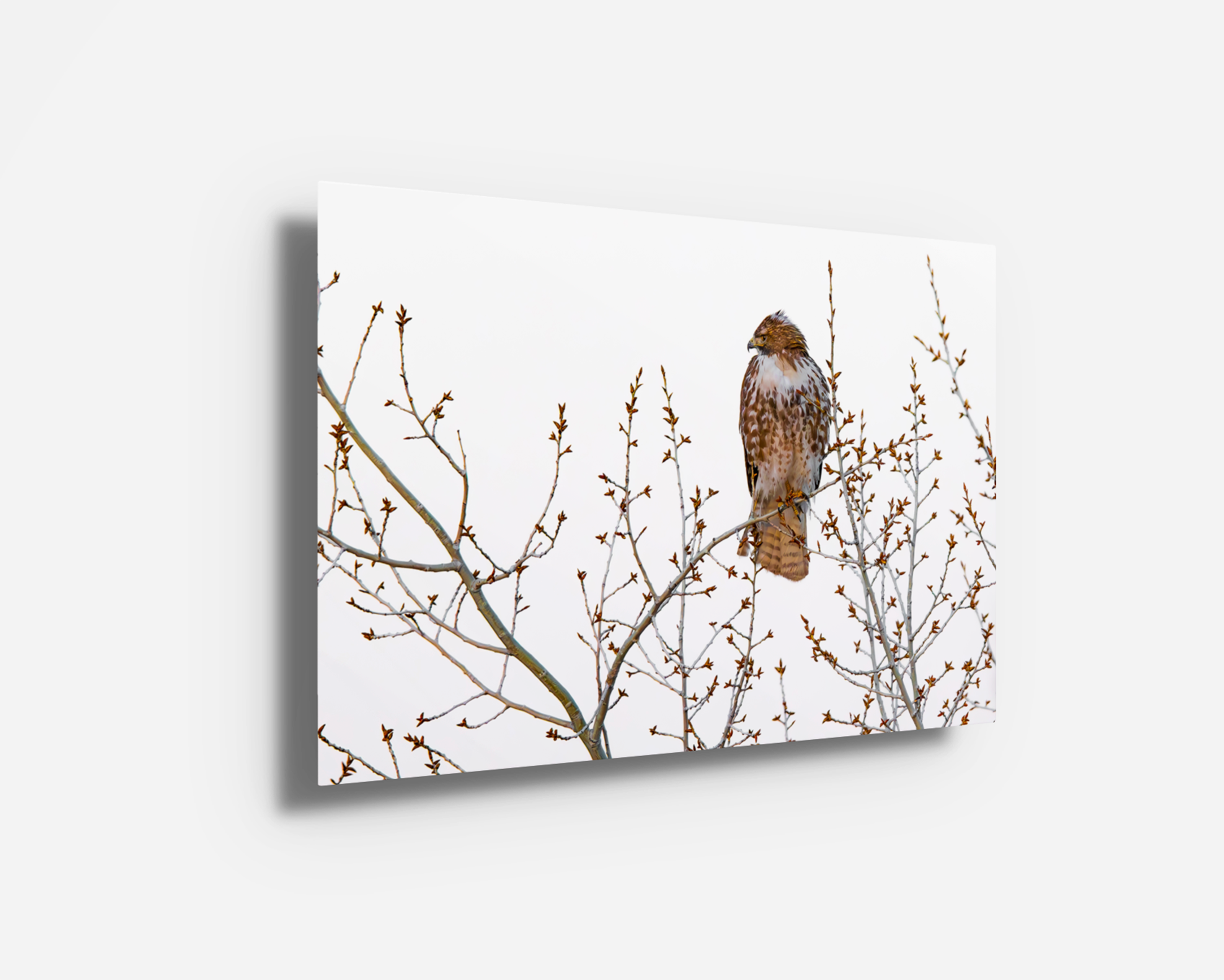Metal print of “Red Tail in Spring,” a portrait of a red-tailed hawk in early spring. Clean minimalist wildlife art for modern spaces.