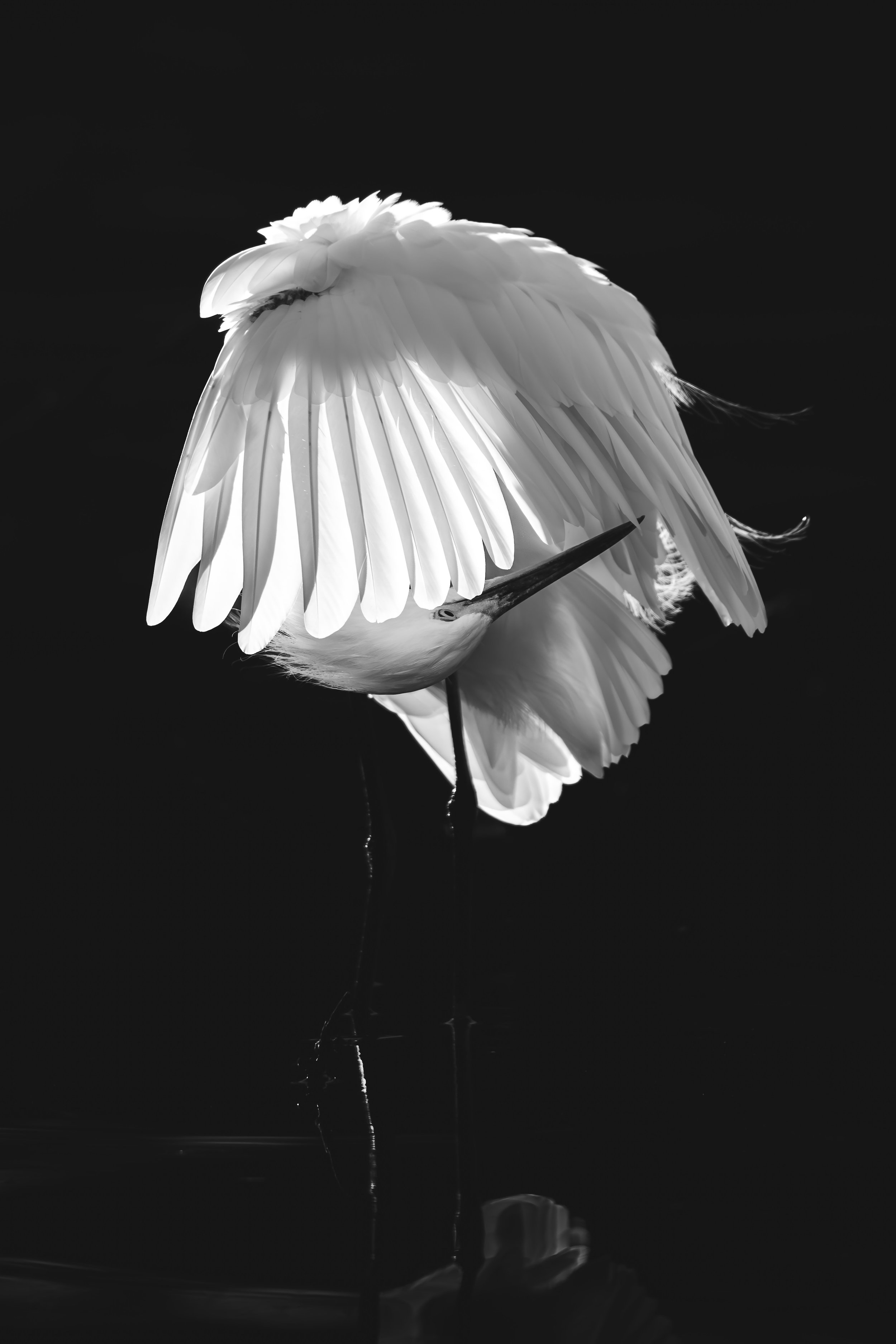 Egret Preening