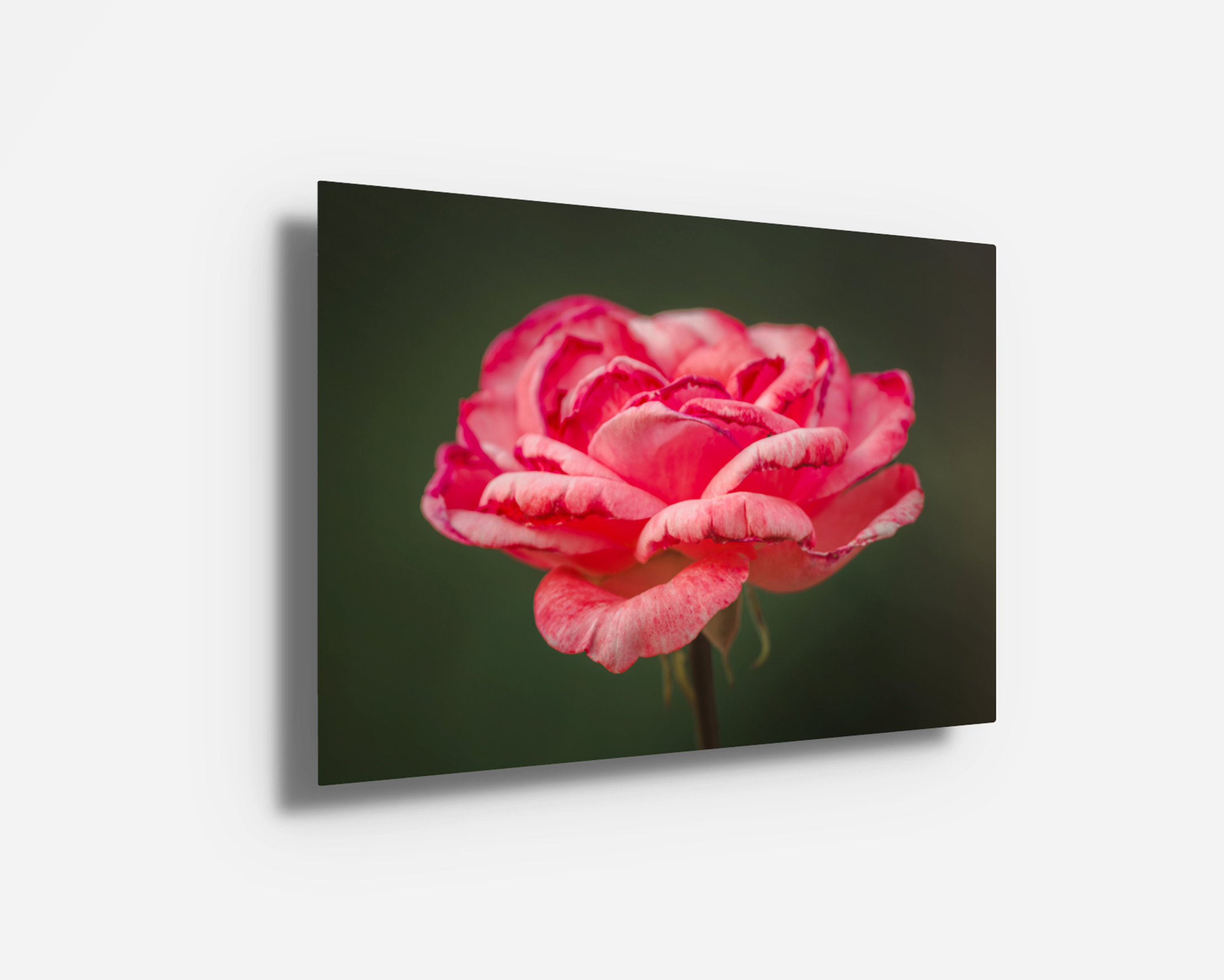 Vibrant metal print of a pink rose with radiant hues and modern, high-gloss finish.