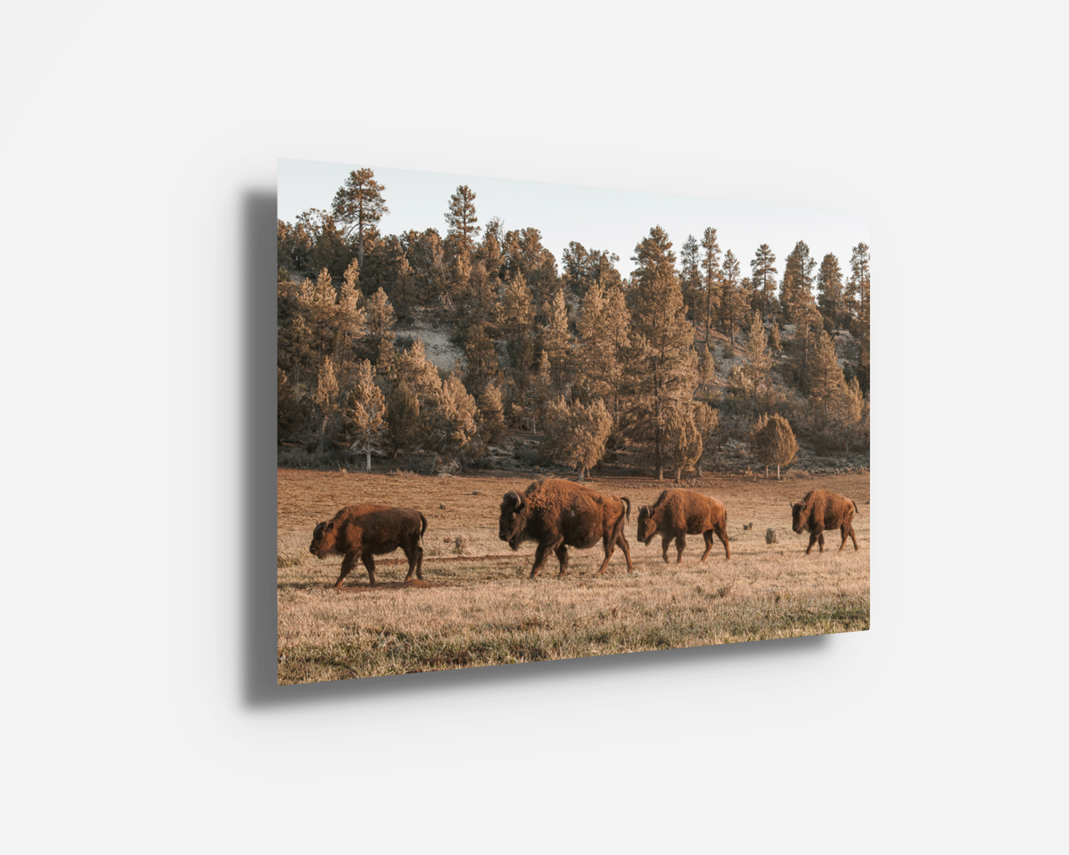 Glossy metal print of buffalo herd under soft evening light in East Zion, Utah.
