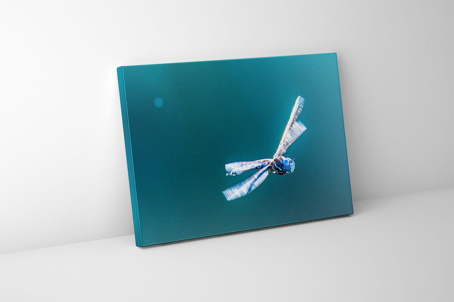Artistic canvas presentation of a Blue Dasher dragonfly frozen in motion against a minimal teal backdrop.