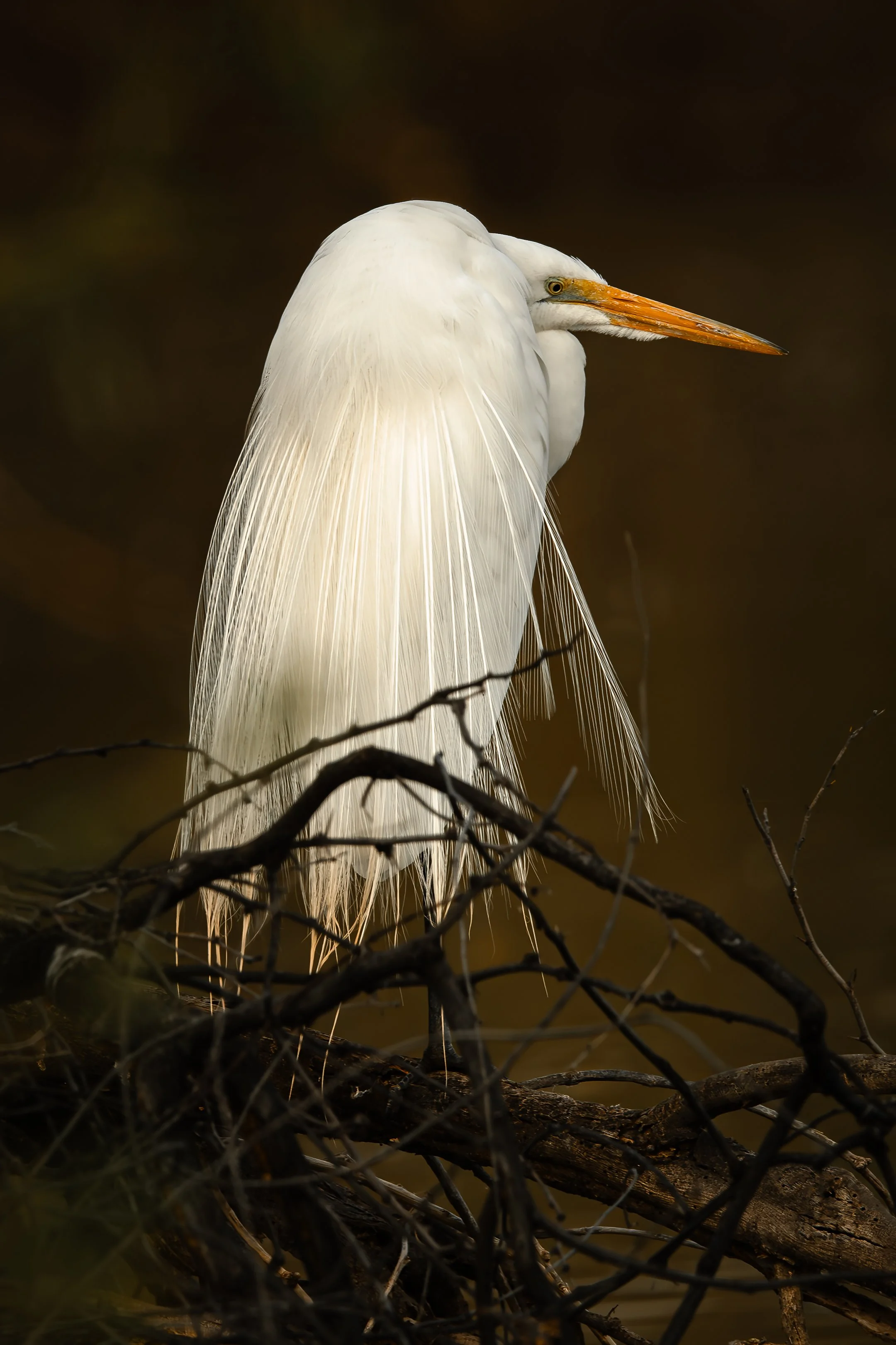 Egret in Shadows