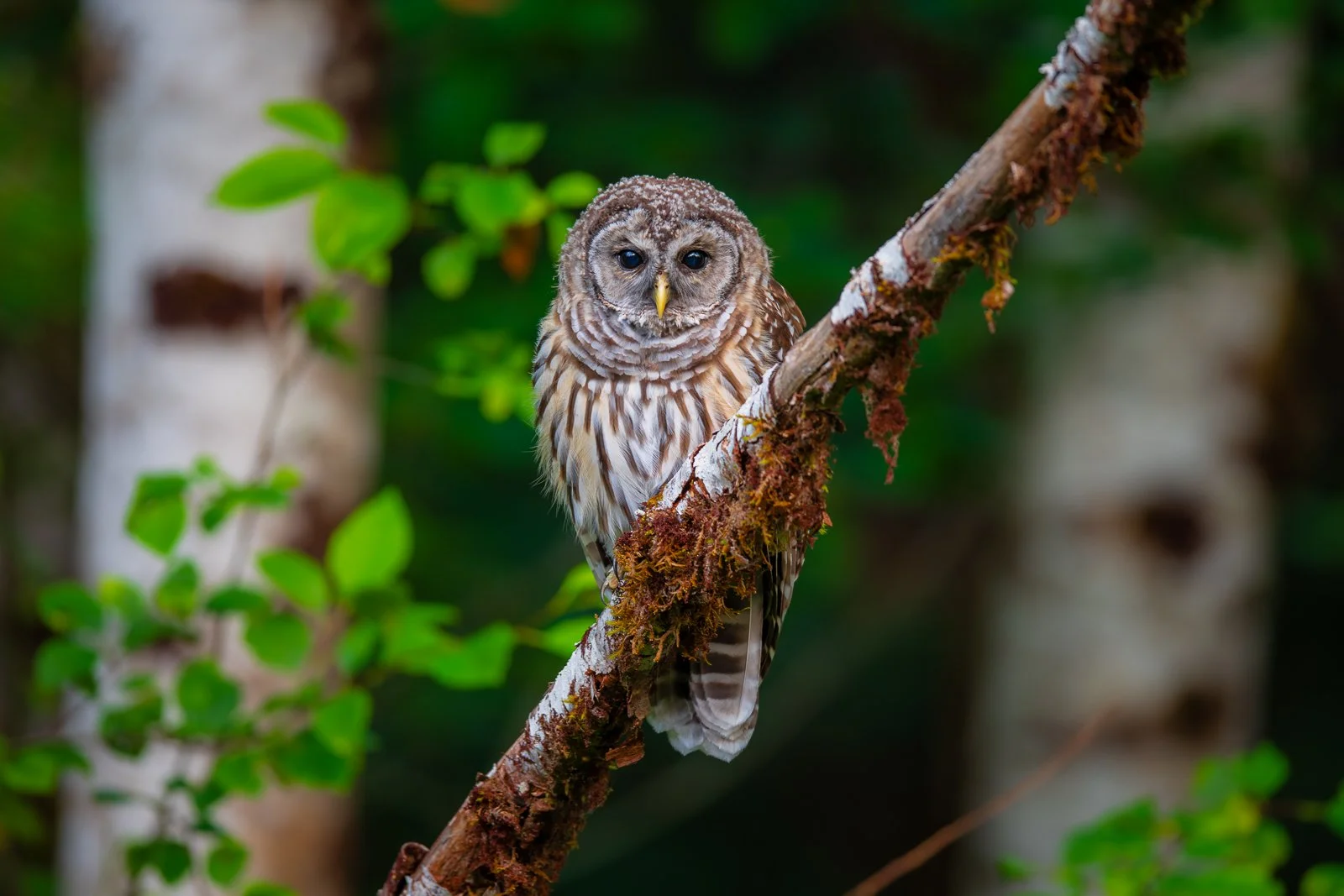 Barred Owl