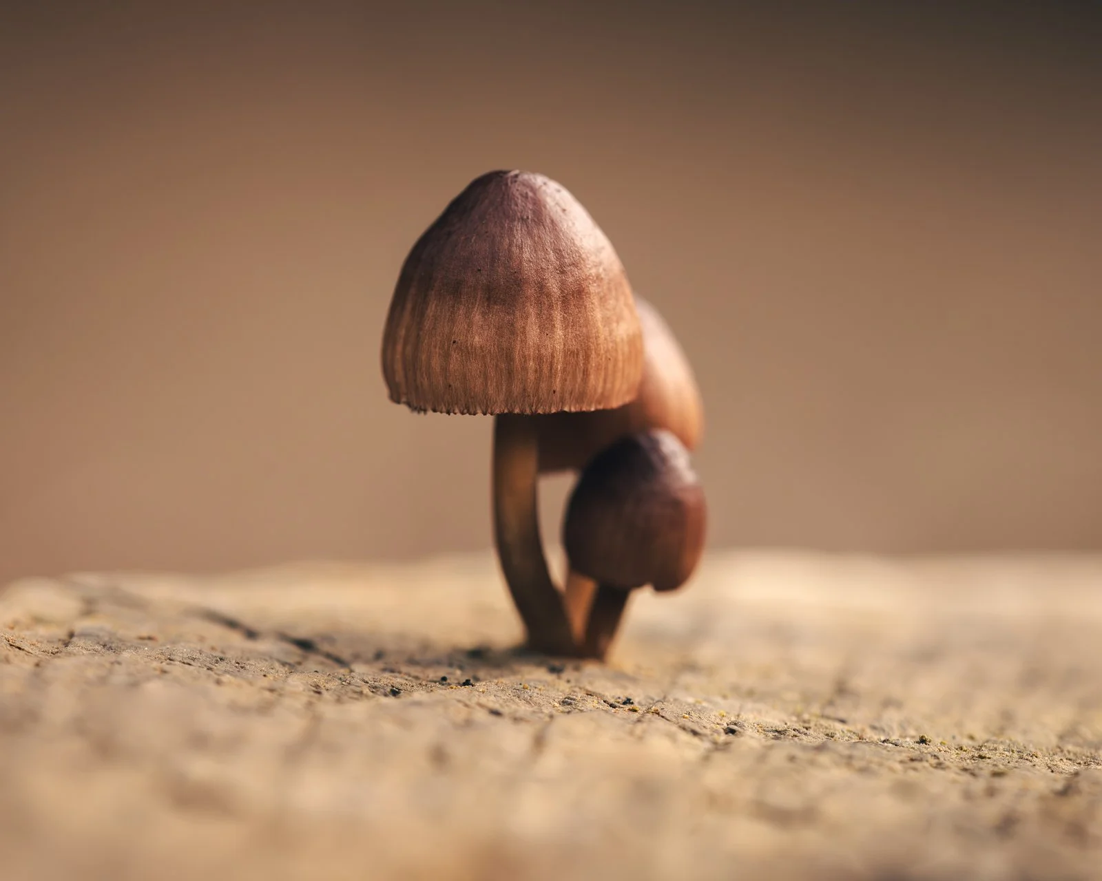 Mushies