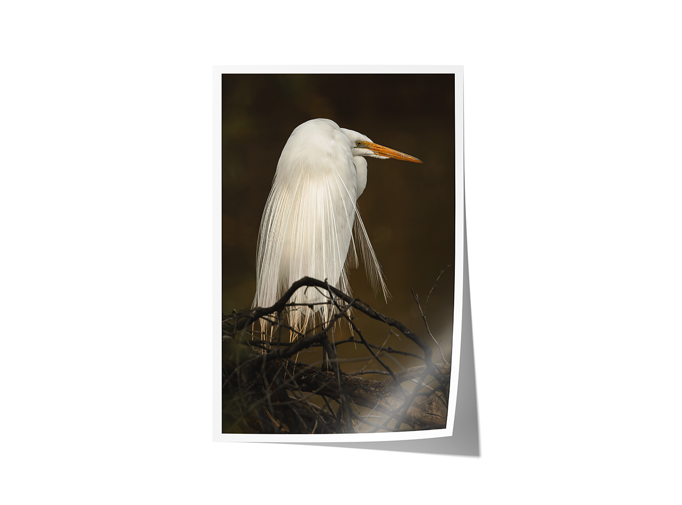 Close-up portrait of a great egret with brilliant white feathers glowing against a moody Oregon backdrop.