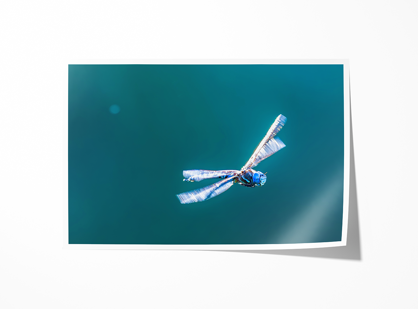 Close-up of a Blue Dasher dragonfly midair, sharp and isolated with a clean background for fine art print clarity.