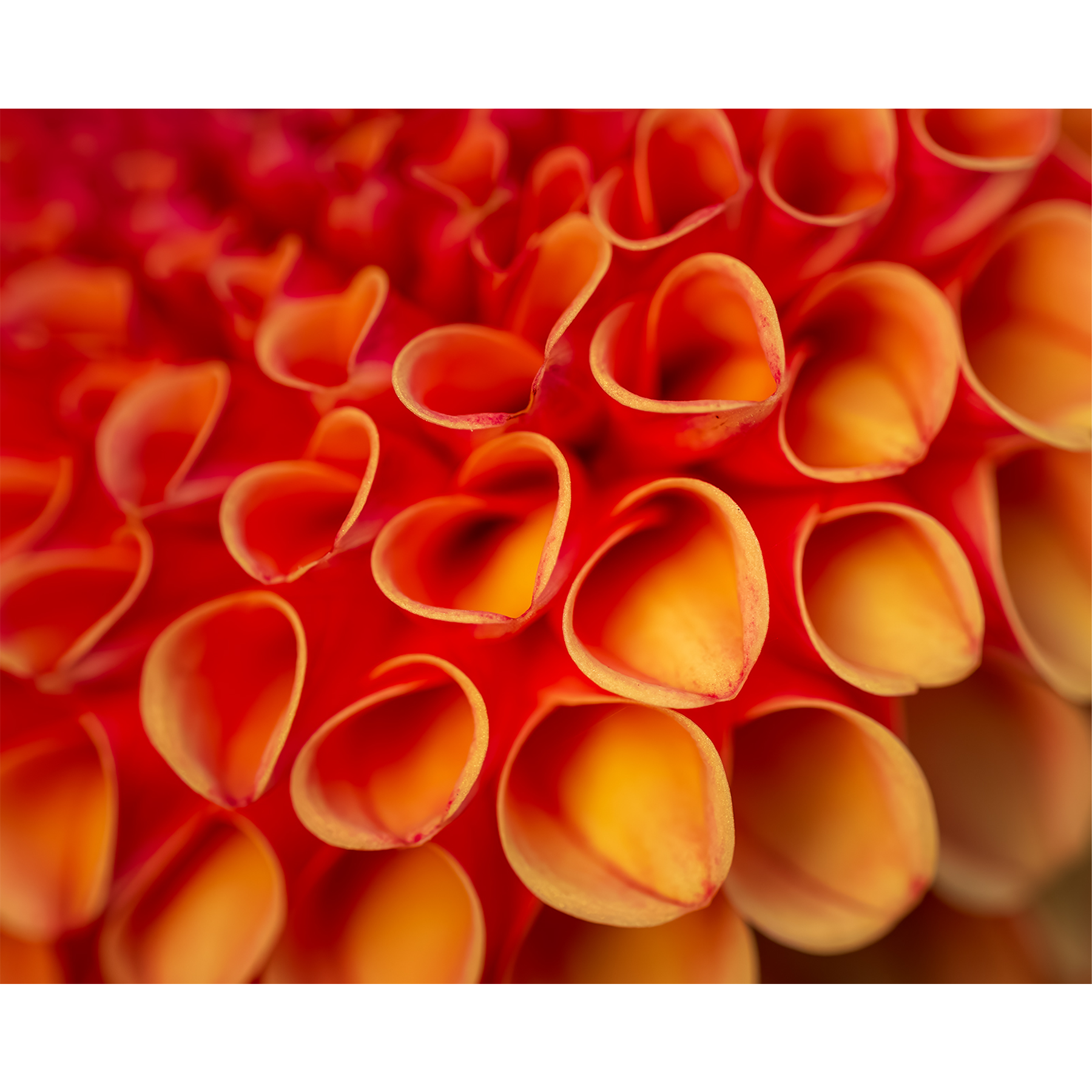 Macro close-up of curled orange and red dahlia petals resembling tiny hearts in soft natural light.