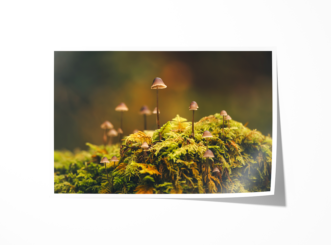 Fine art print of “Mushroom Forest” featuring tiny mushrooms on a lush green moss bed in Oregon. Nature-inspired wall décor with earthy tones.