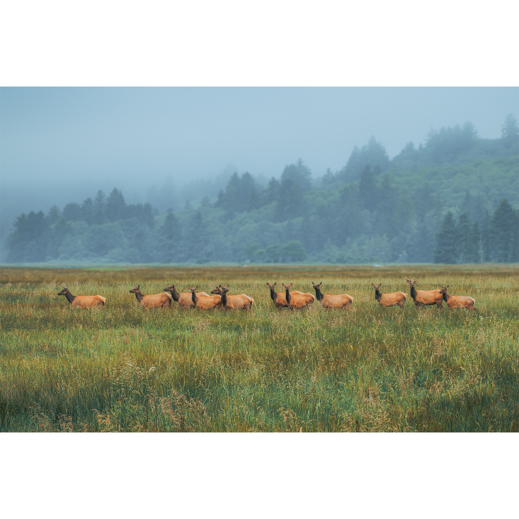 Cascadia Elk