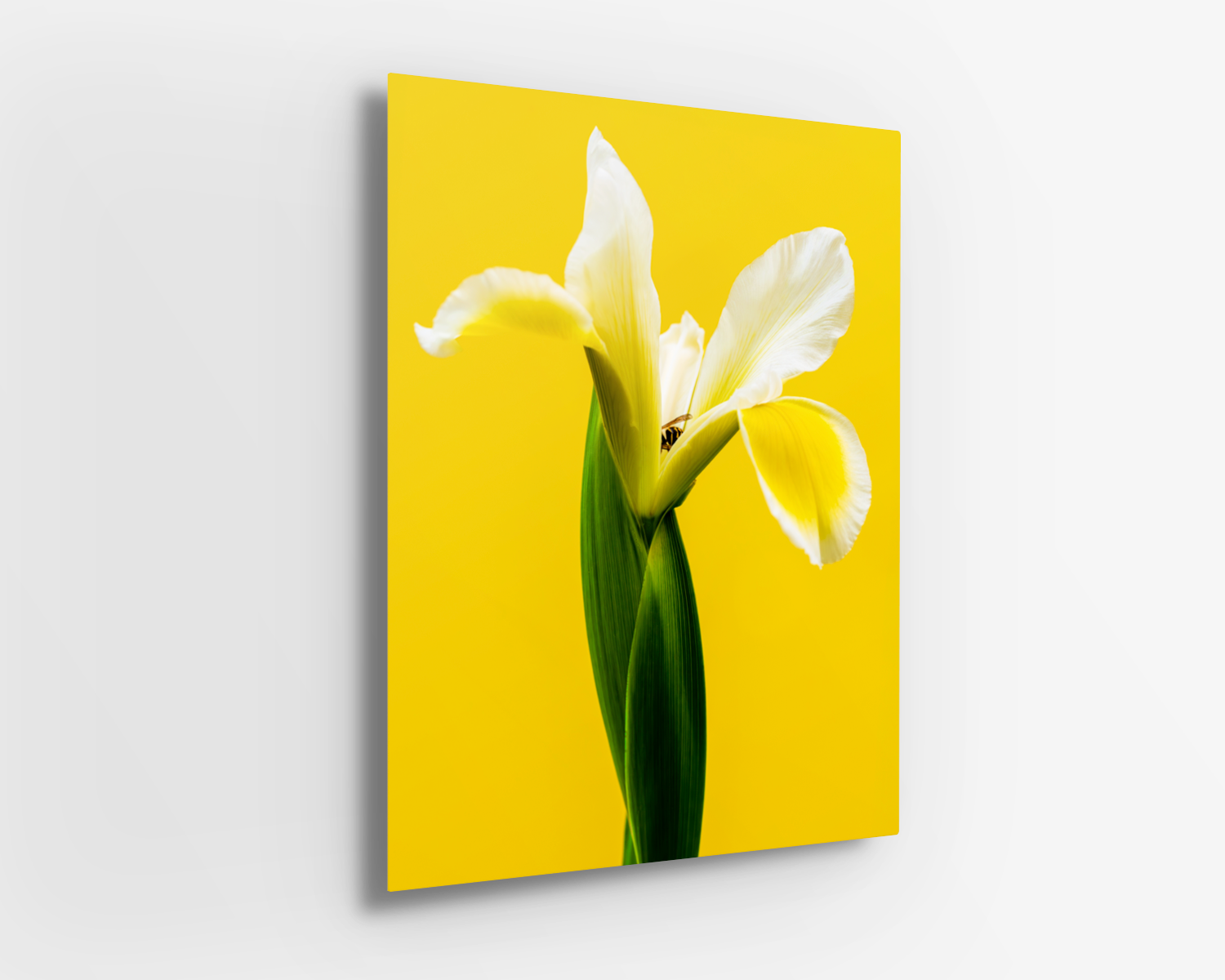 Iris x Wasp Metal.png