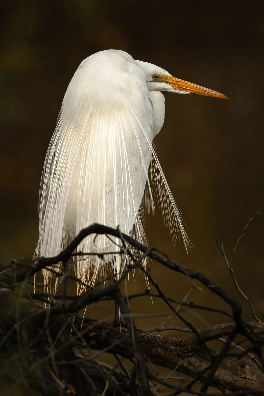 Egret at Dusk