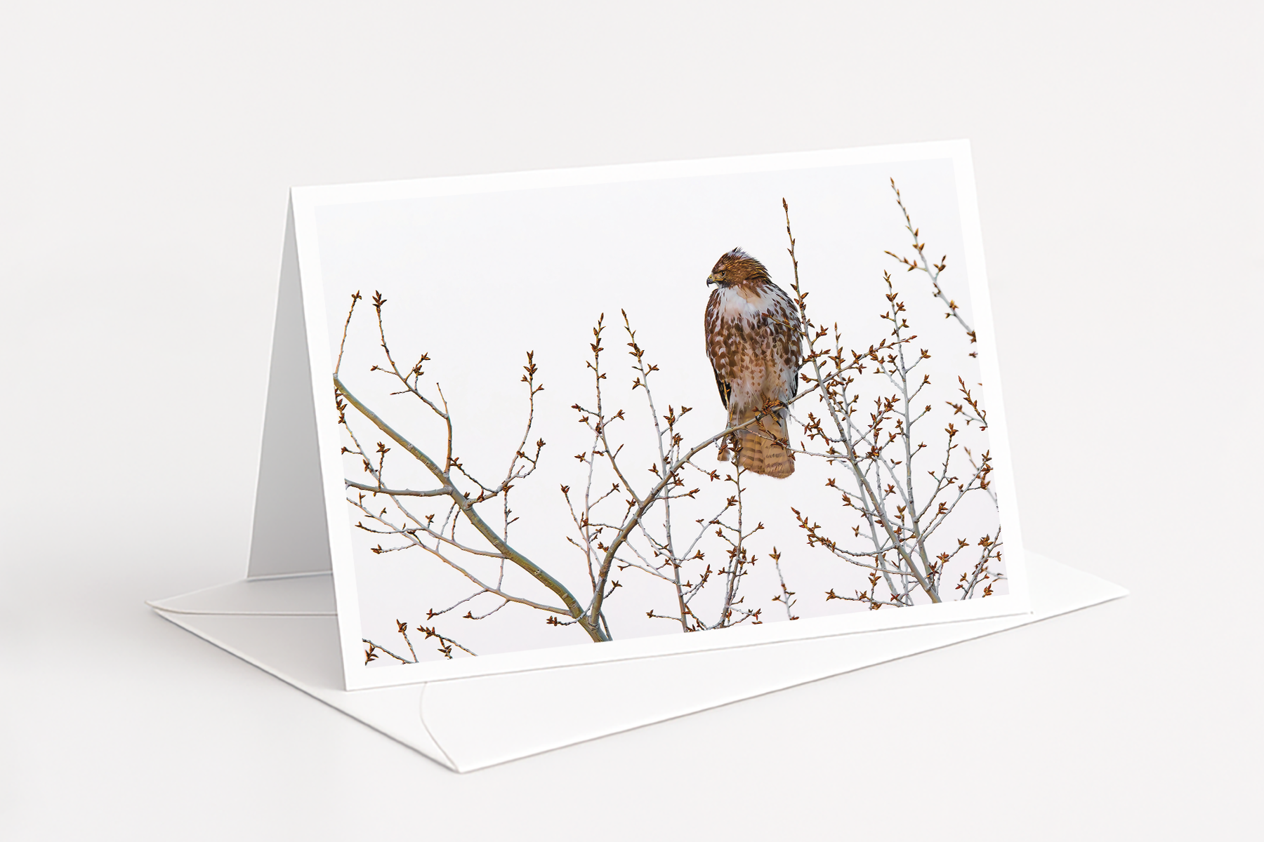 Red Tail in Spring