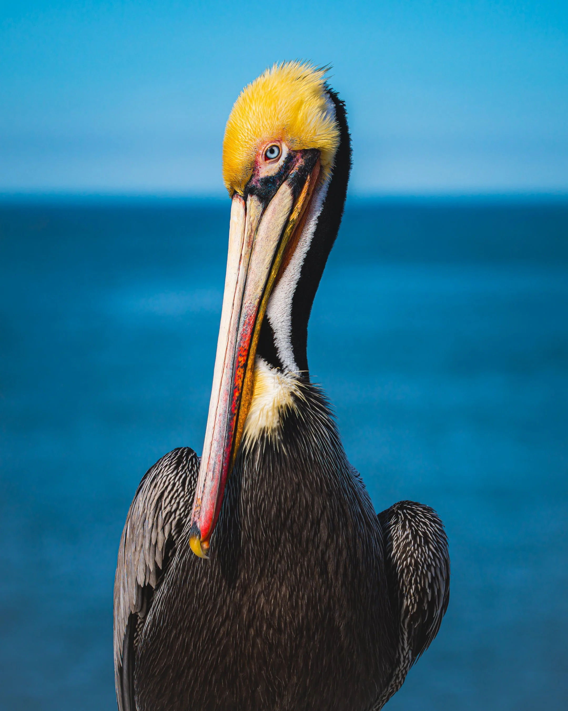 Pelican Portrait