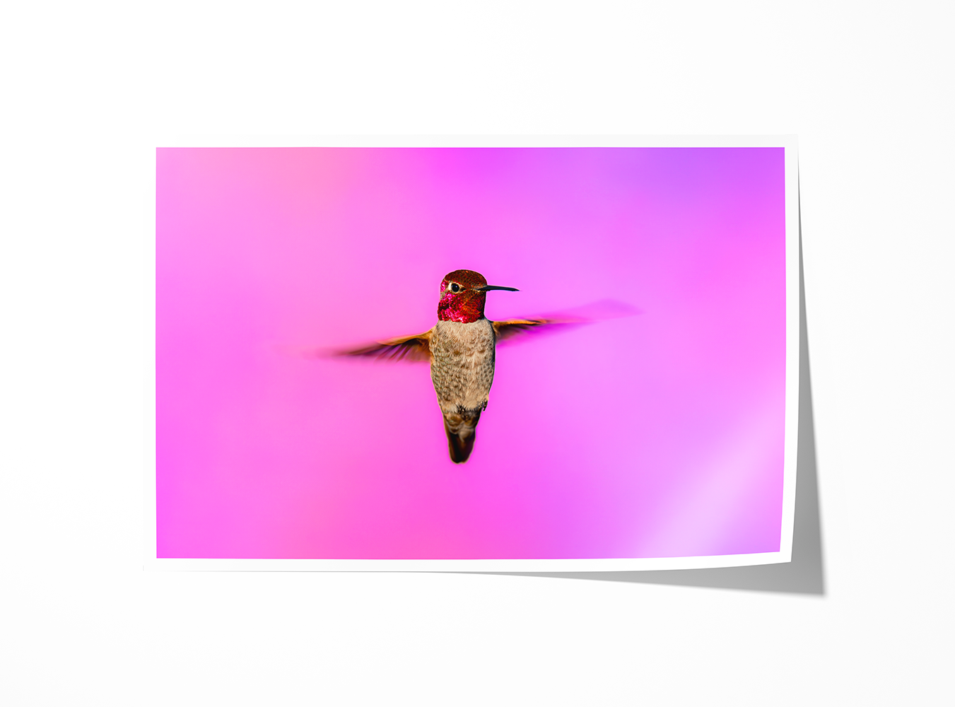 A print version of a striking Anna's Hummingbird in flight, framed by vivid pinks and purples.