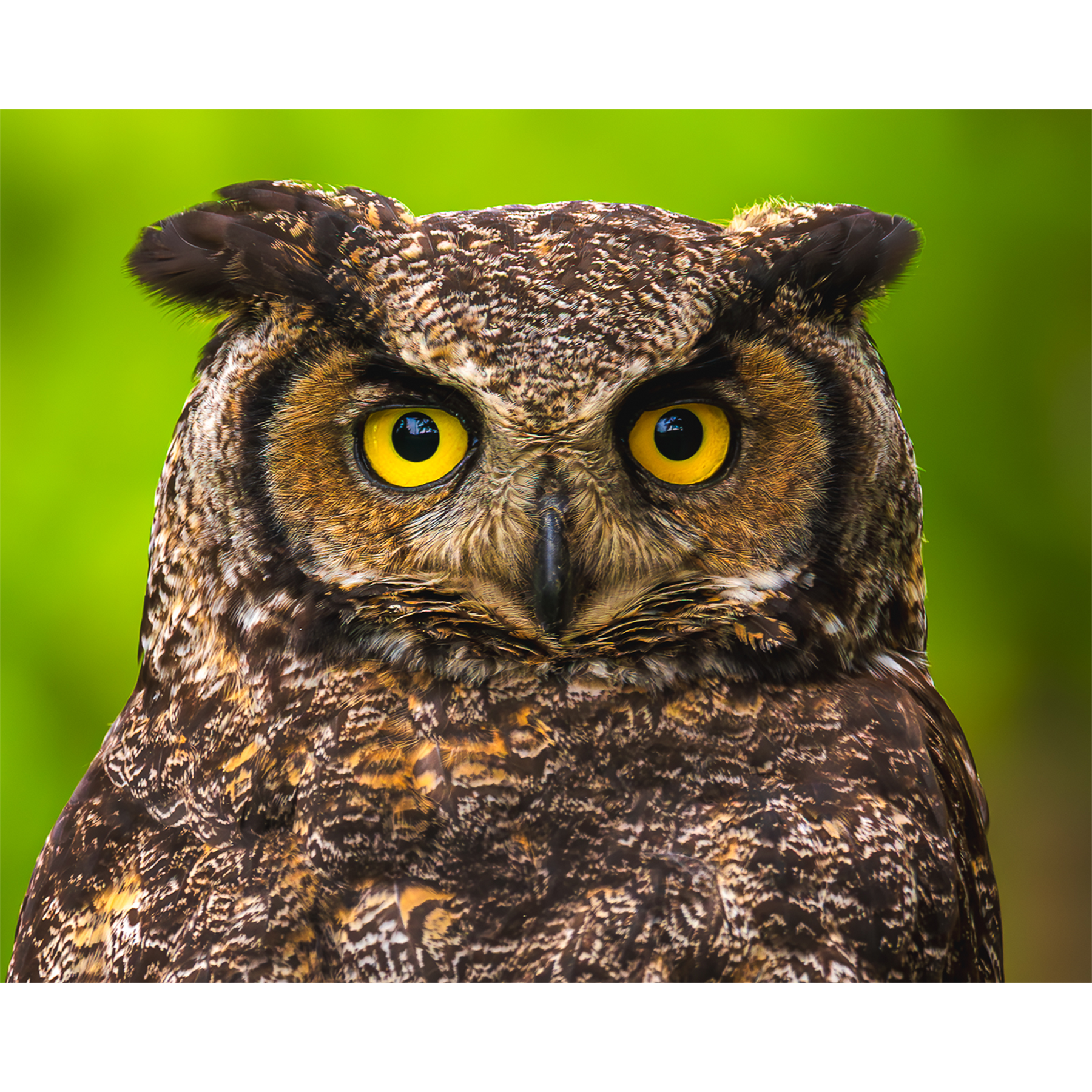 Great Horned Owl