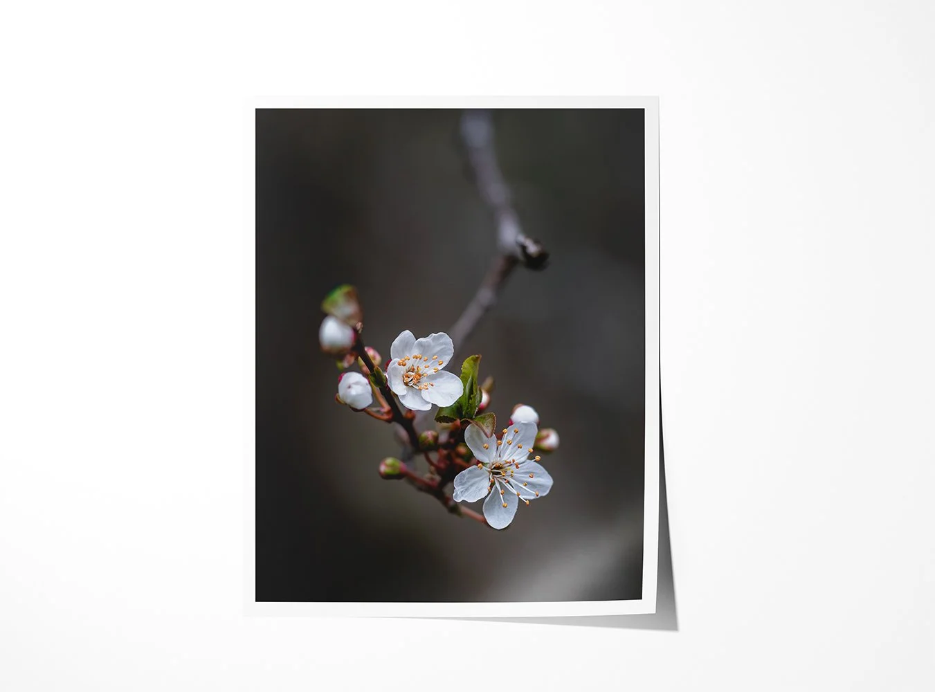 Plum Blossoms