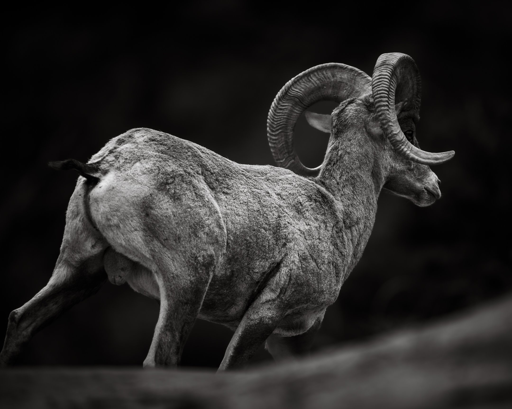 Bighorn Ram